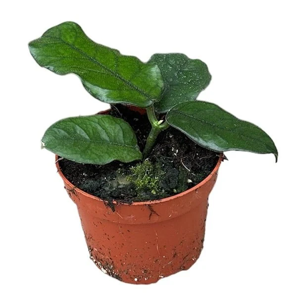 Hoya villosa - Image 2