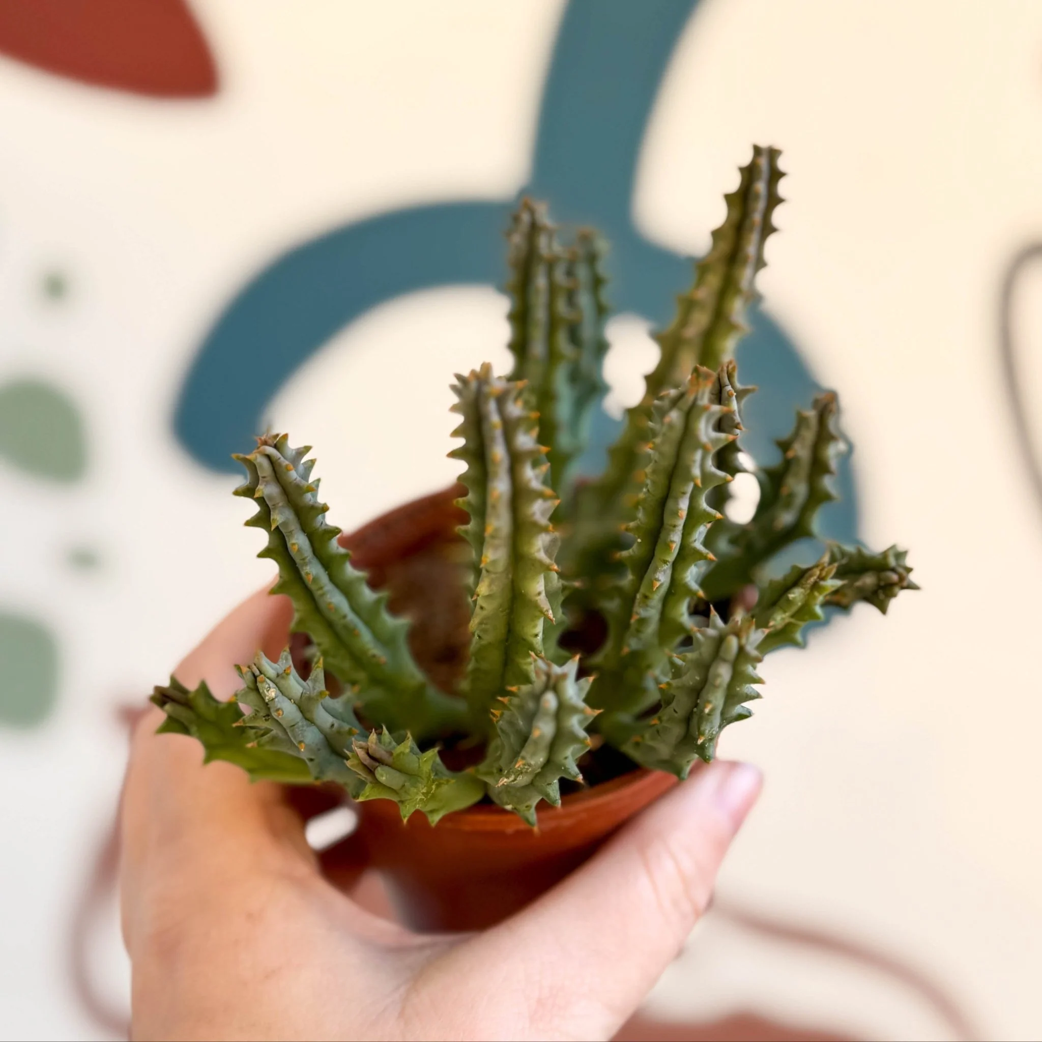 Huernia macrocarpa - Carrion Flower