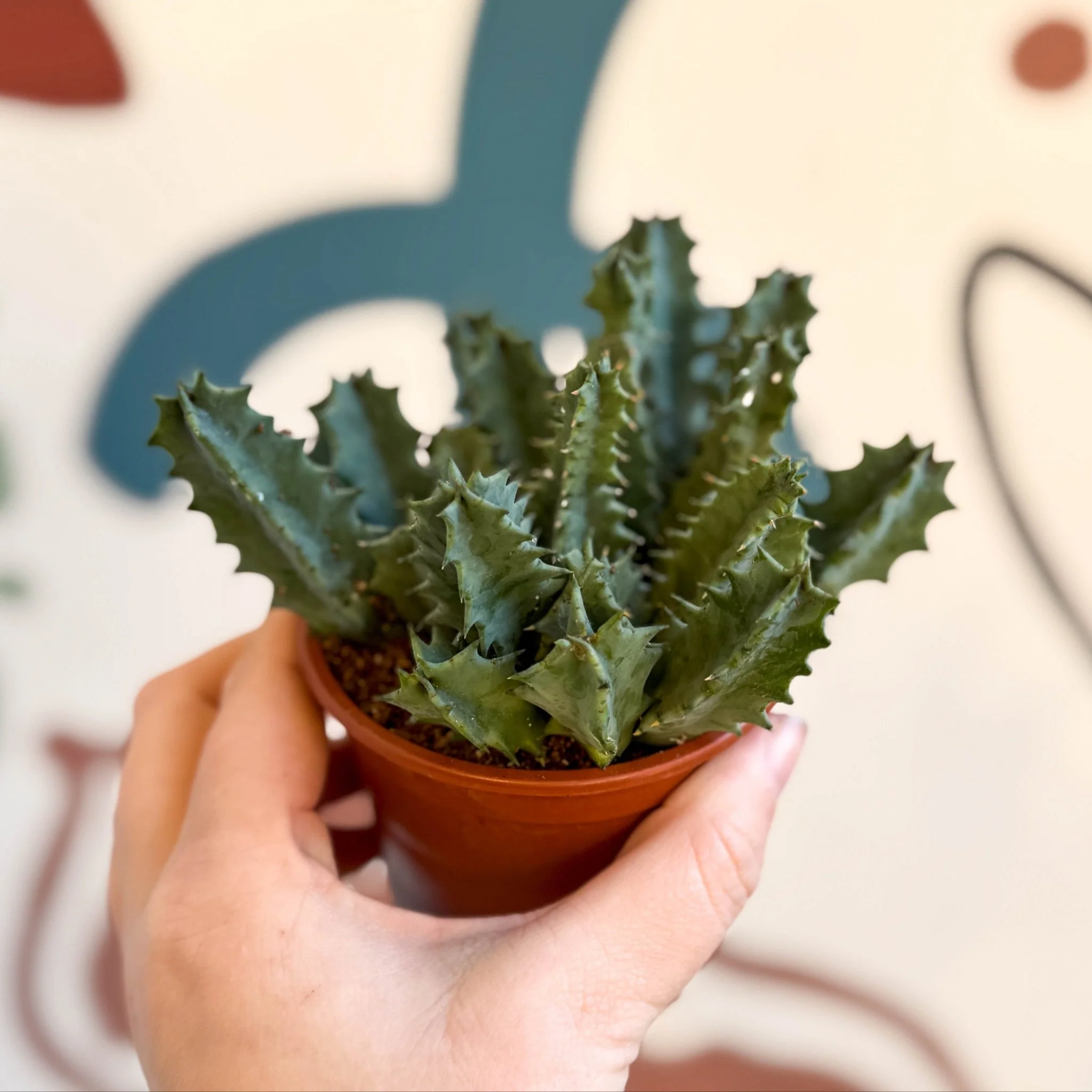 Huernia zebrina - Lifesaver Plant