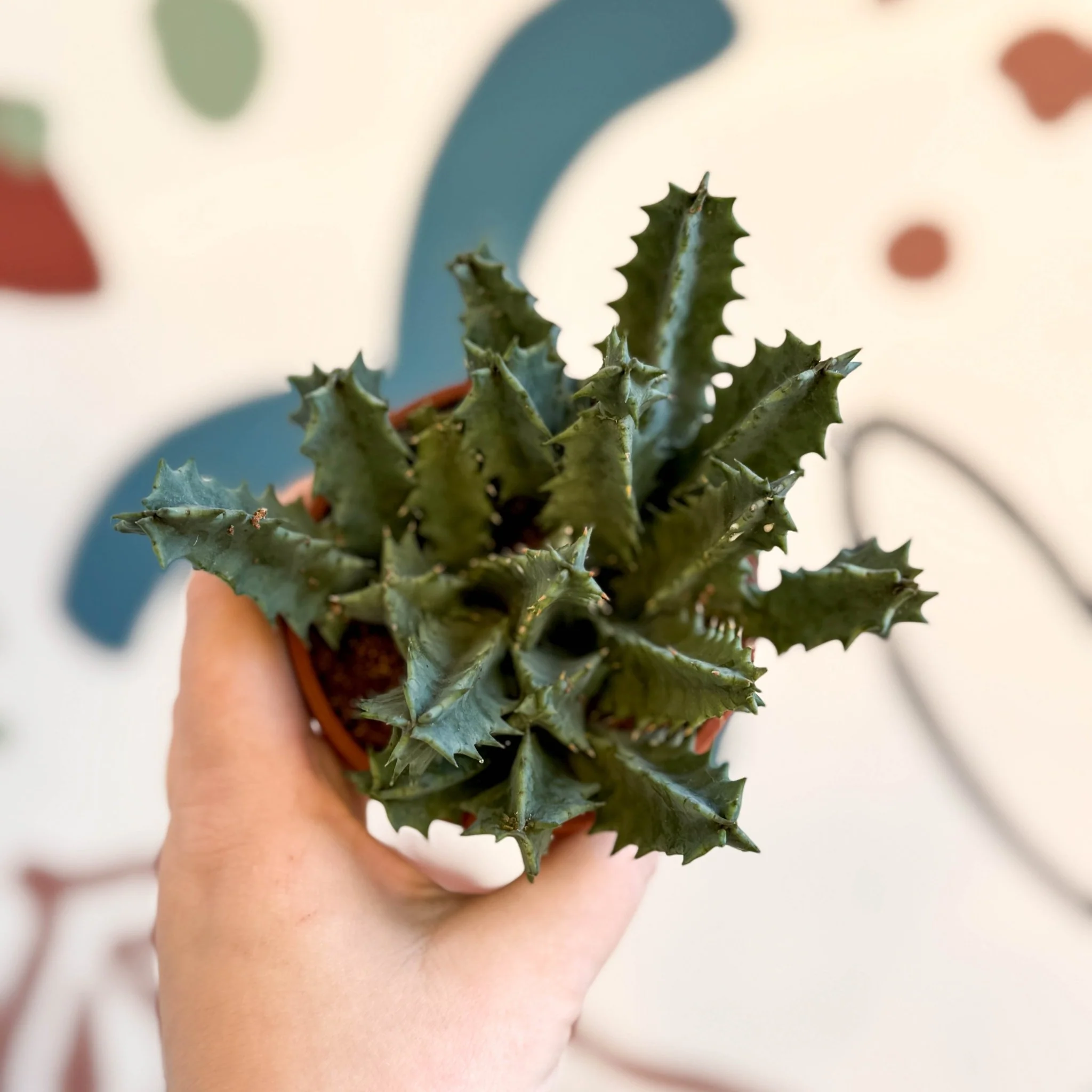 Huernia zebrina - Lifesaver Plant - Image 2