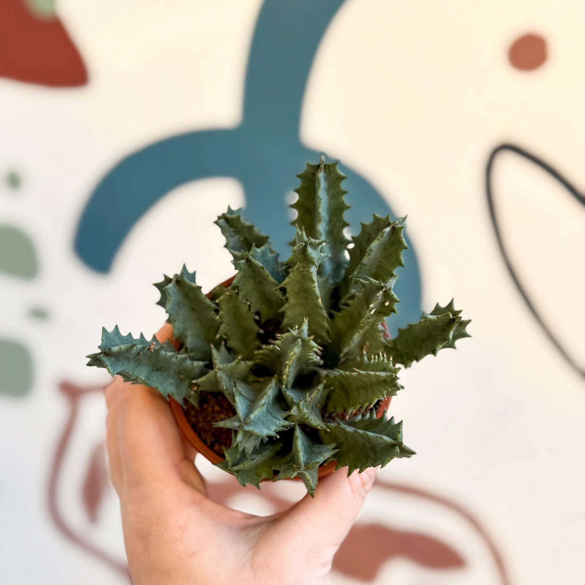 Huernia zebrina - Lifesaver Plant - Image 3