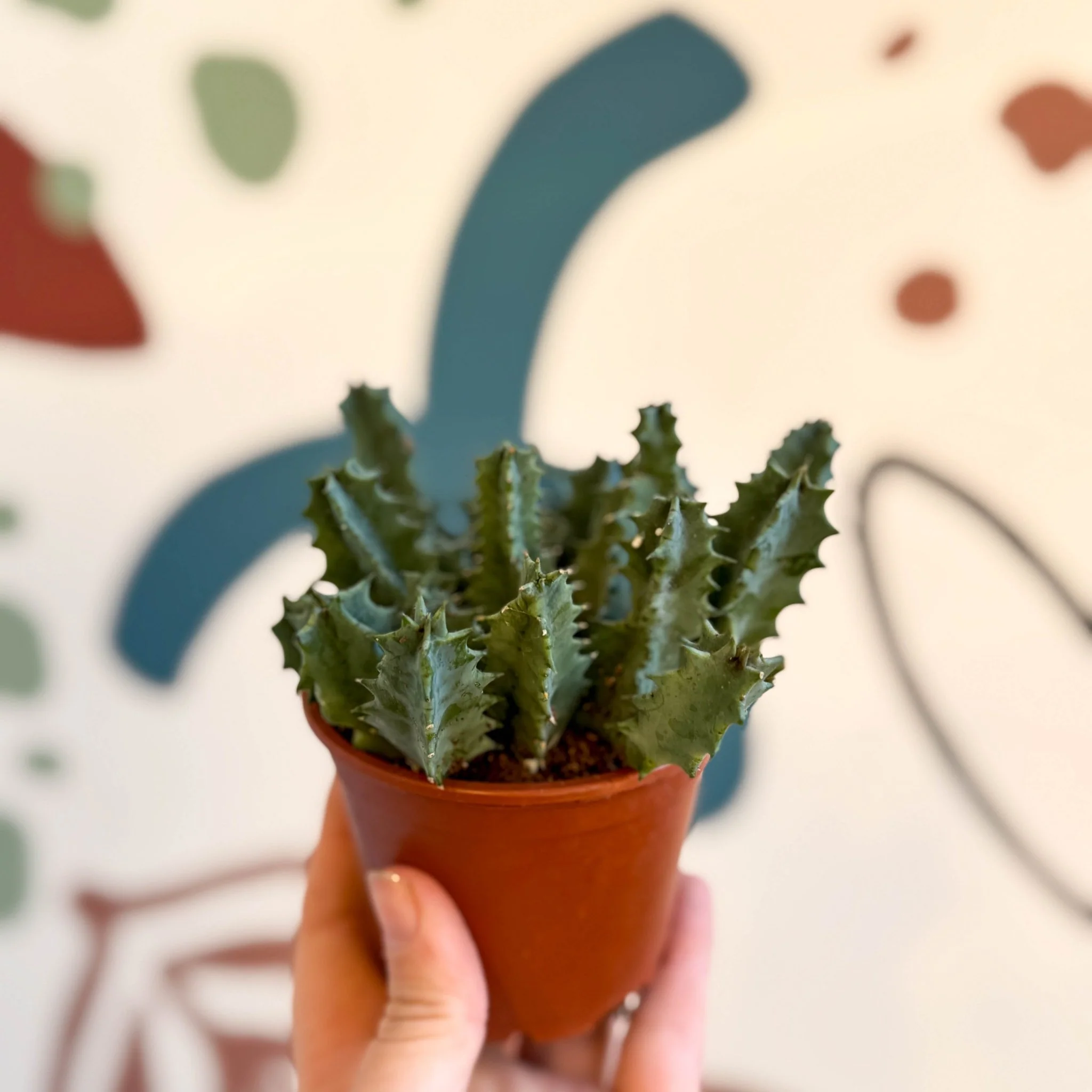 Huernia zebrina - Lifesaver Plant - Image 4