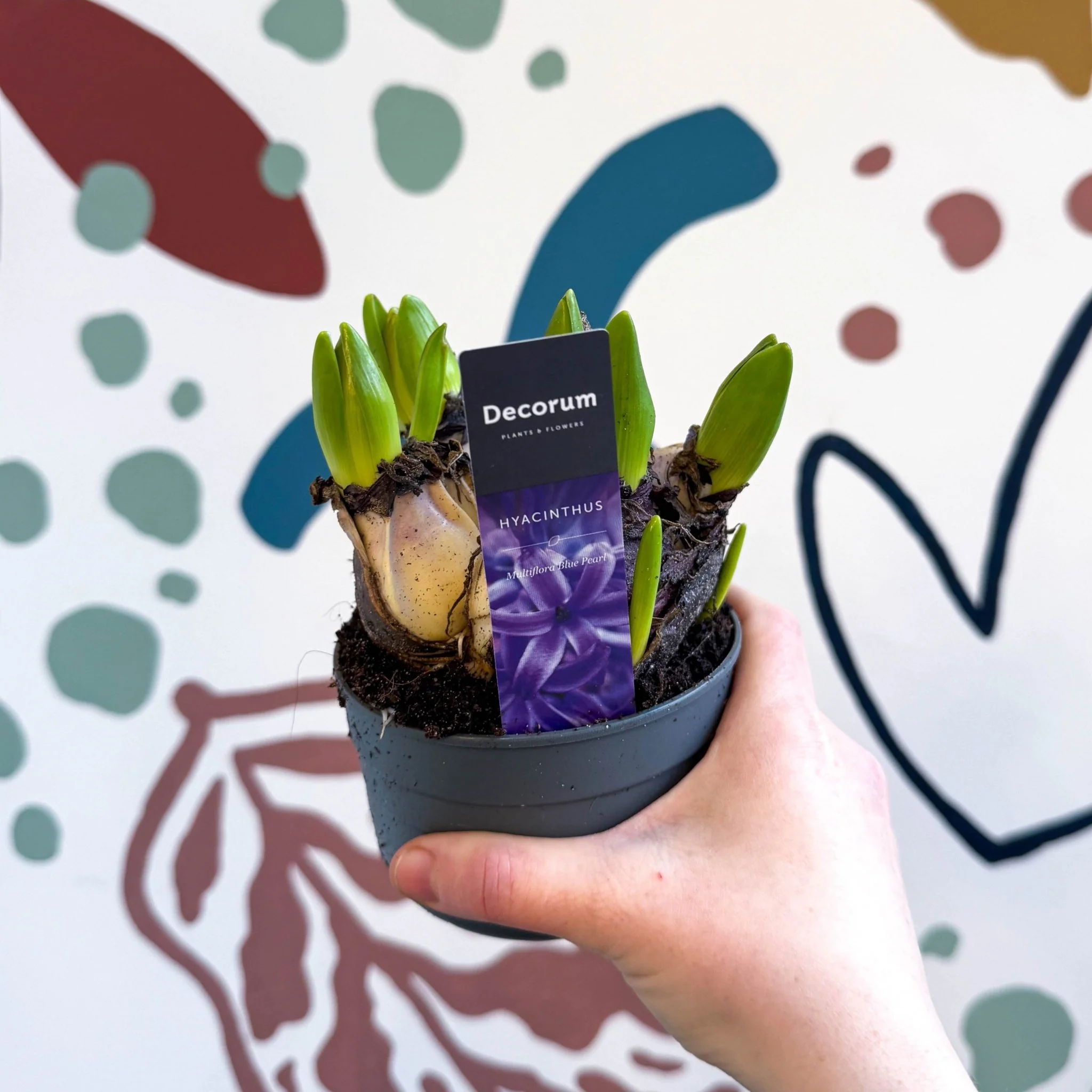 Hyacinthus multiflora ‘Blue Pearl’ - Potted Blue Hyacinth Bulbs