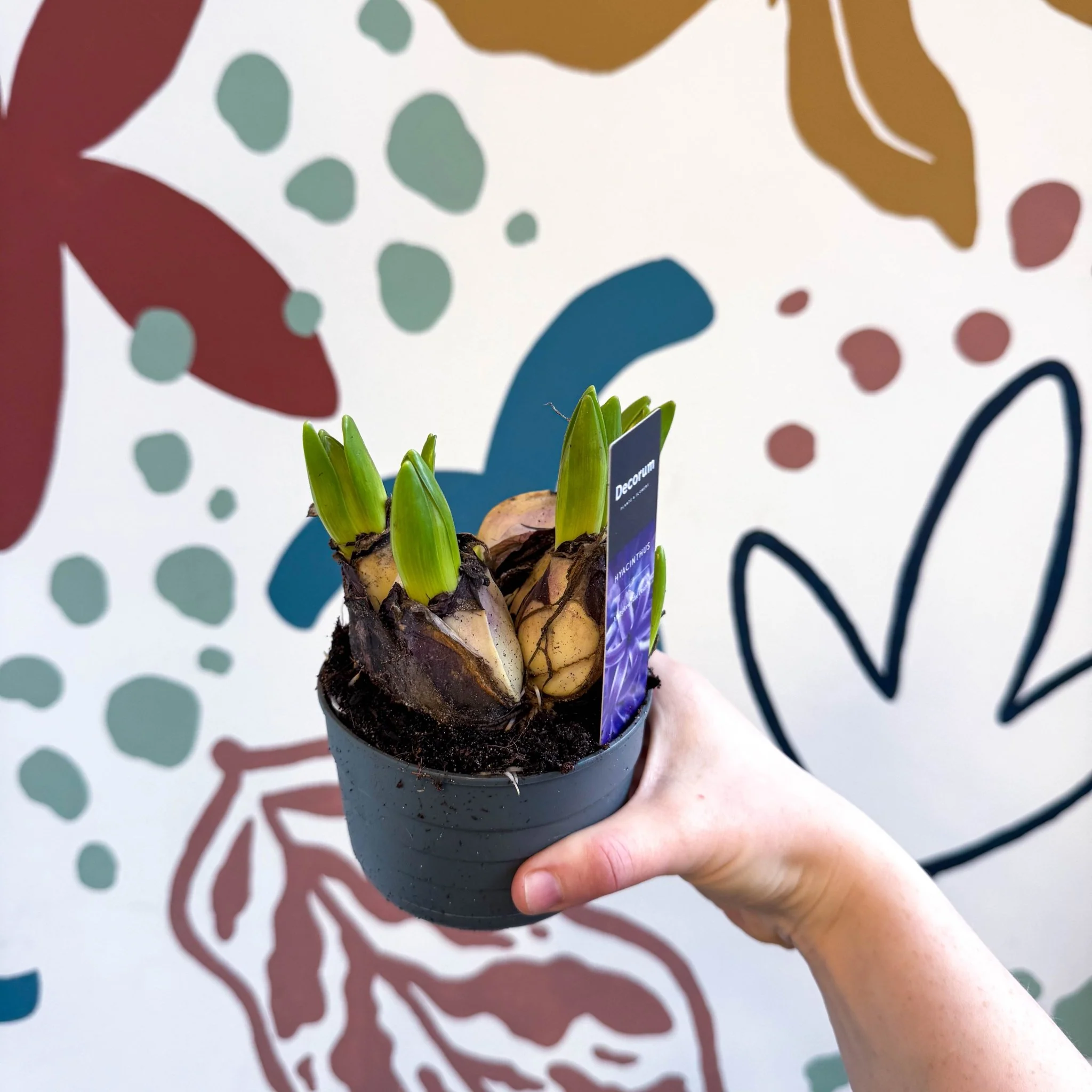 Hyacinthus multiflora ‘Blue Pearl’ - Potted Blue Hyacinth Bulbs - Image 4