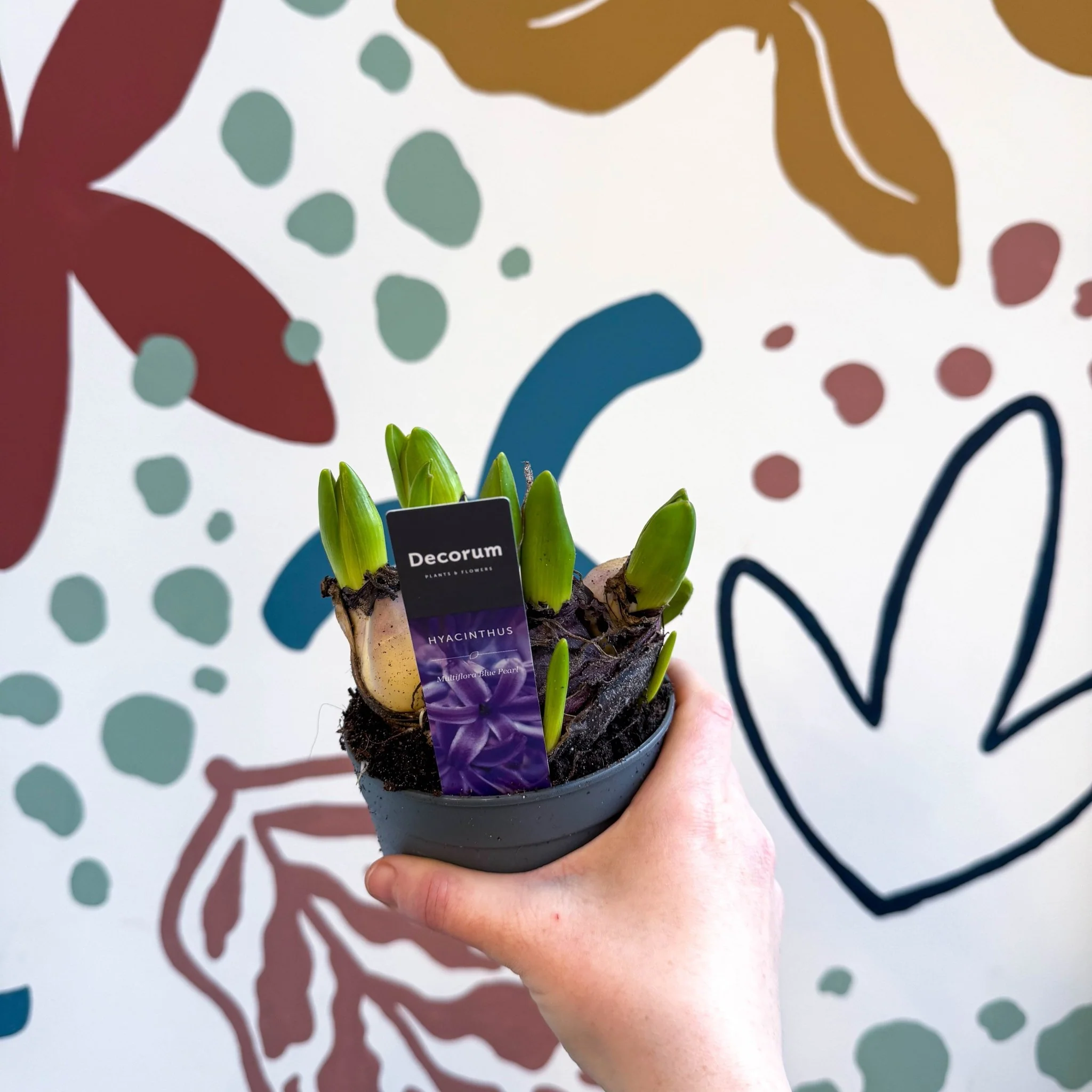 Hyacinthus multiflora ‘Blue Pearl’ - Potted Blue Hyacinth Bulbs - Image 5