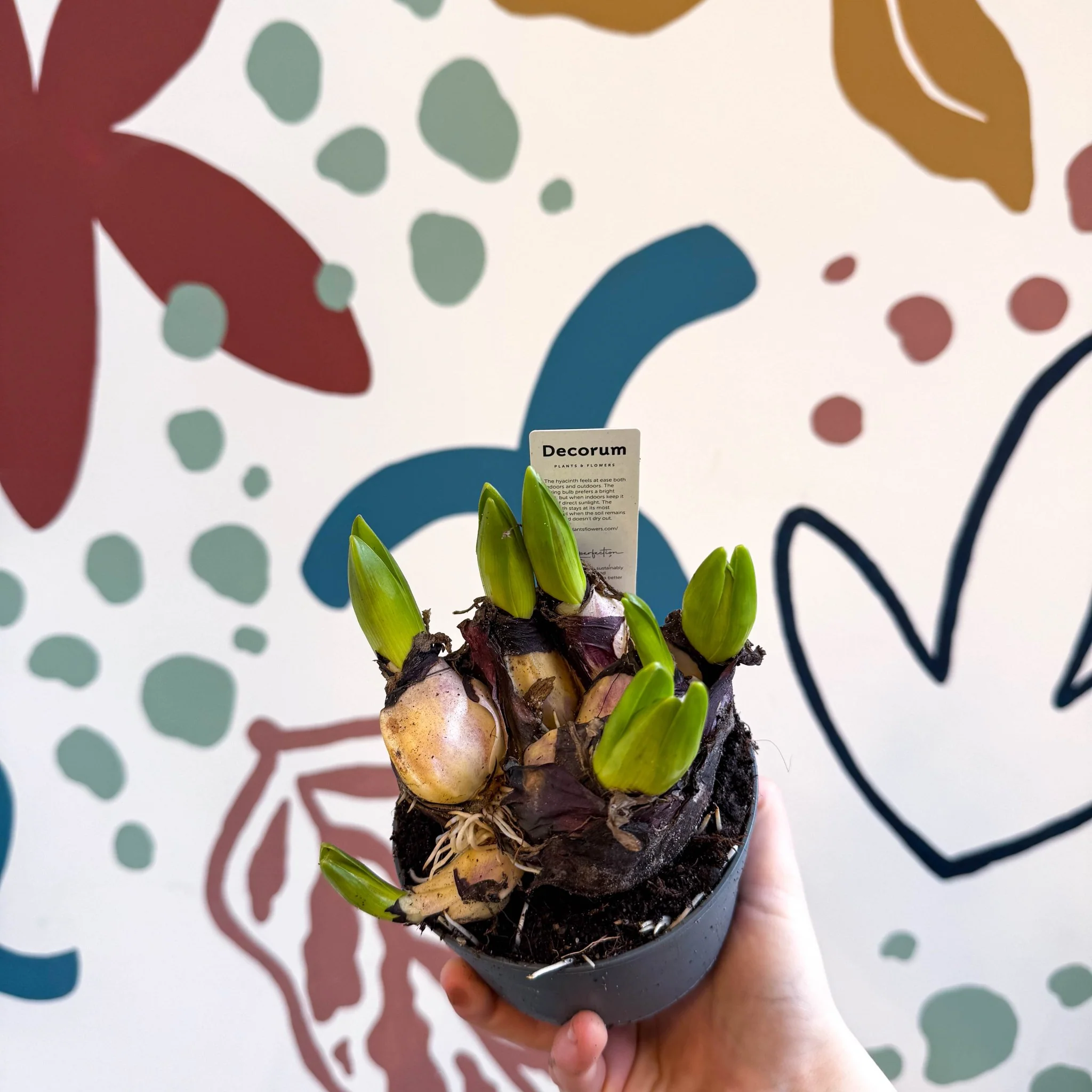 Hyacinthus multiflora ‘Blue Pearl’ - Potted Blue Hyacinth Bulbs - Image 7
