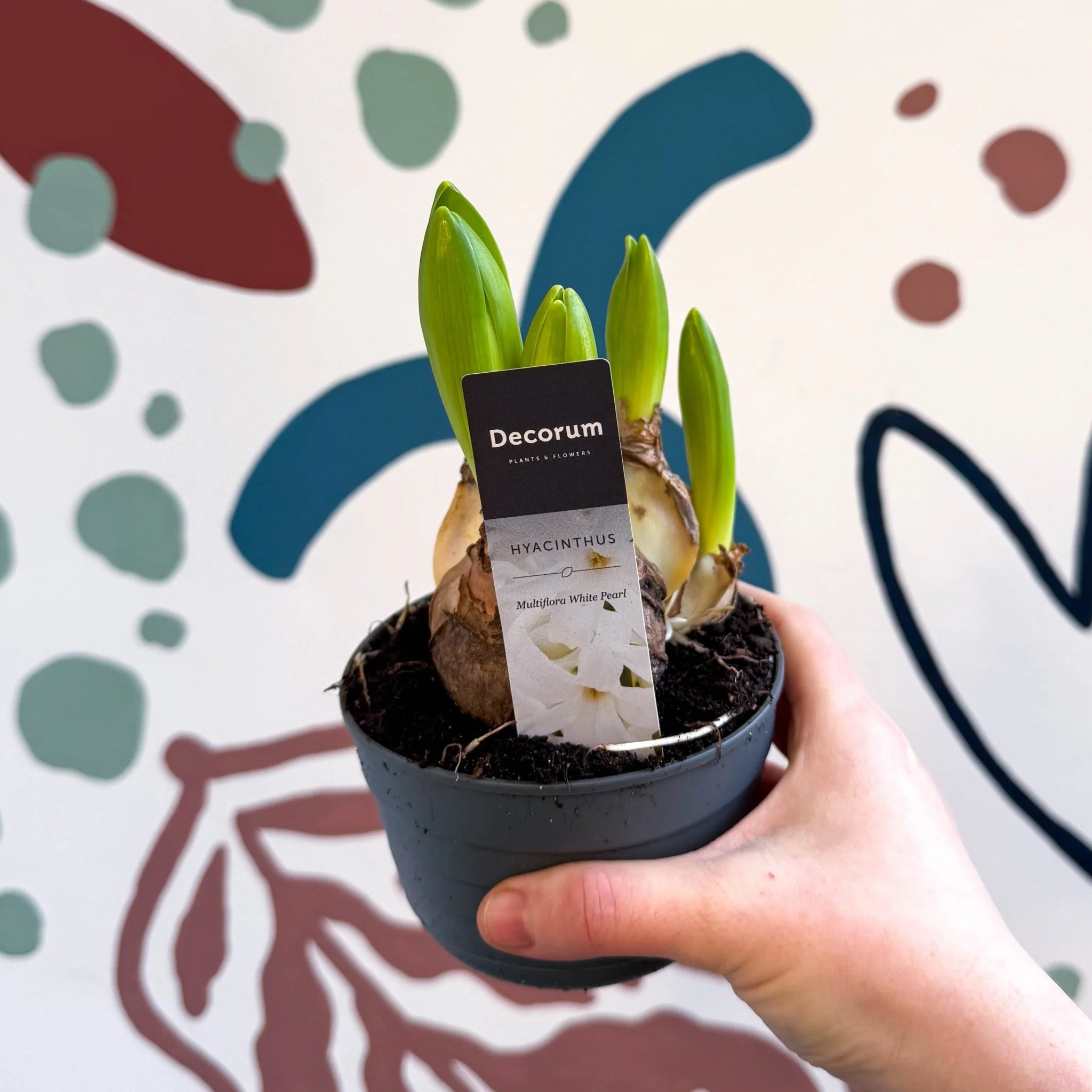 Hyacinthus multiflora ‘White Pearl’ - Potted White Hyacinth Bulbs