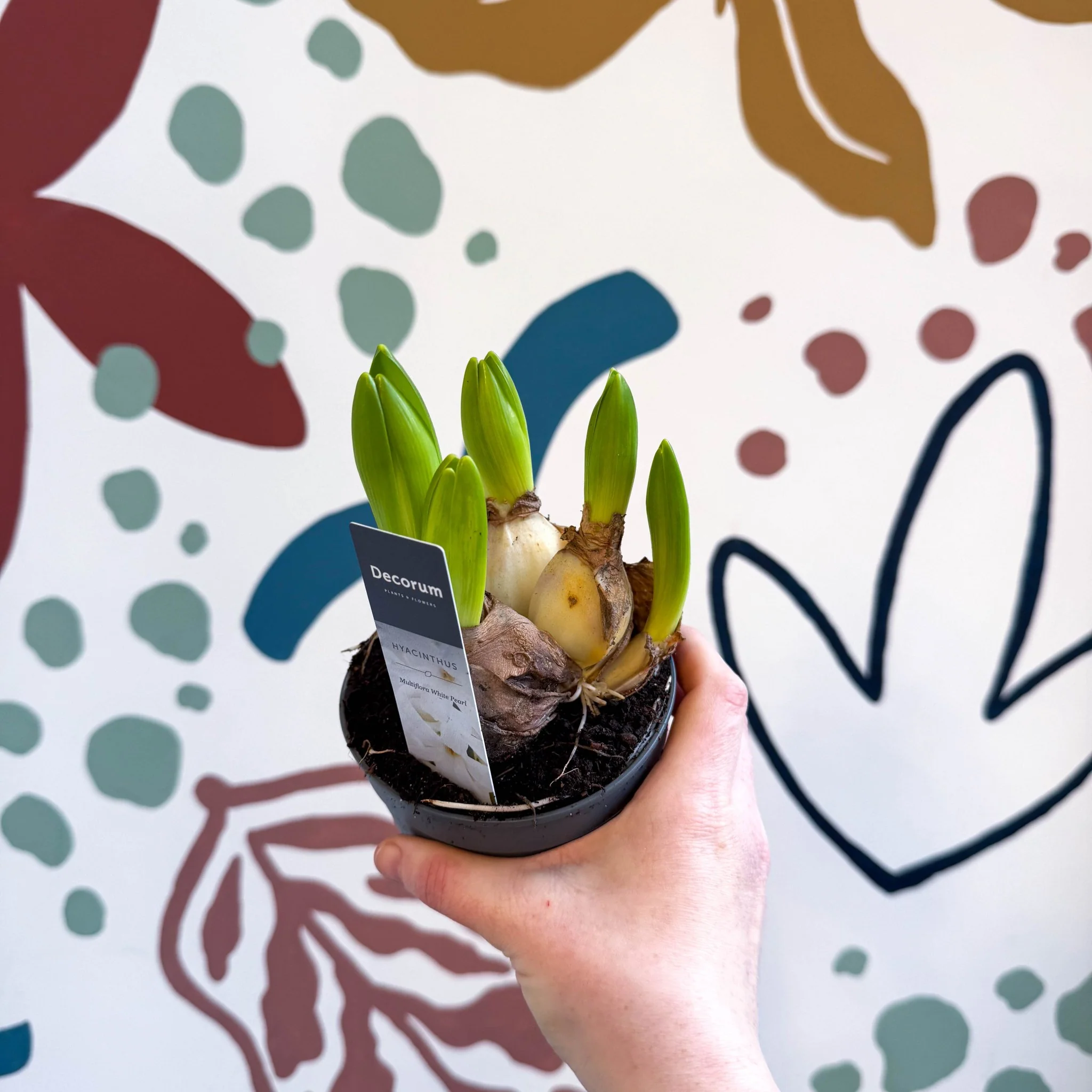 Hyacinthus multiflora ‘White Pearl’ - Potted White Hyacinth Bulbs - Image 2