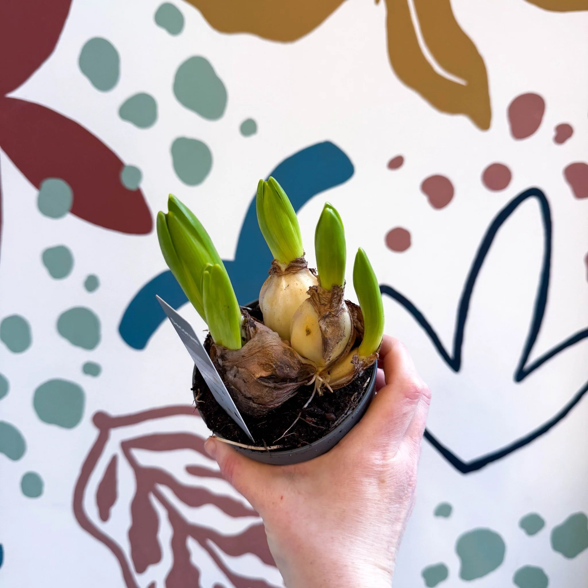 Hyacinthus multiflora ‘White Pearl’ - Potted White Hyacinth Bulbs - Image 3