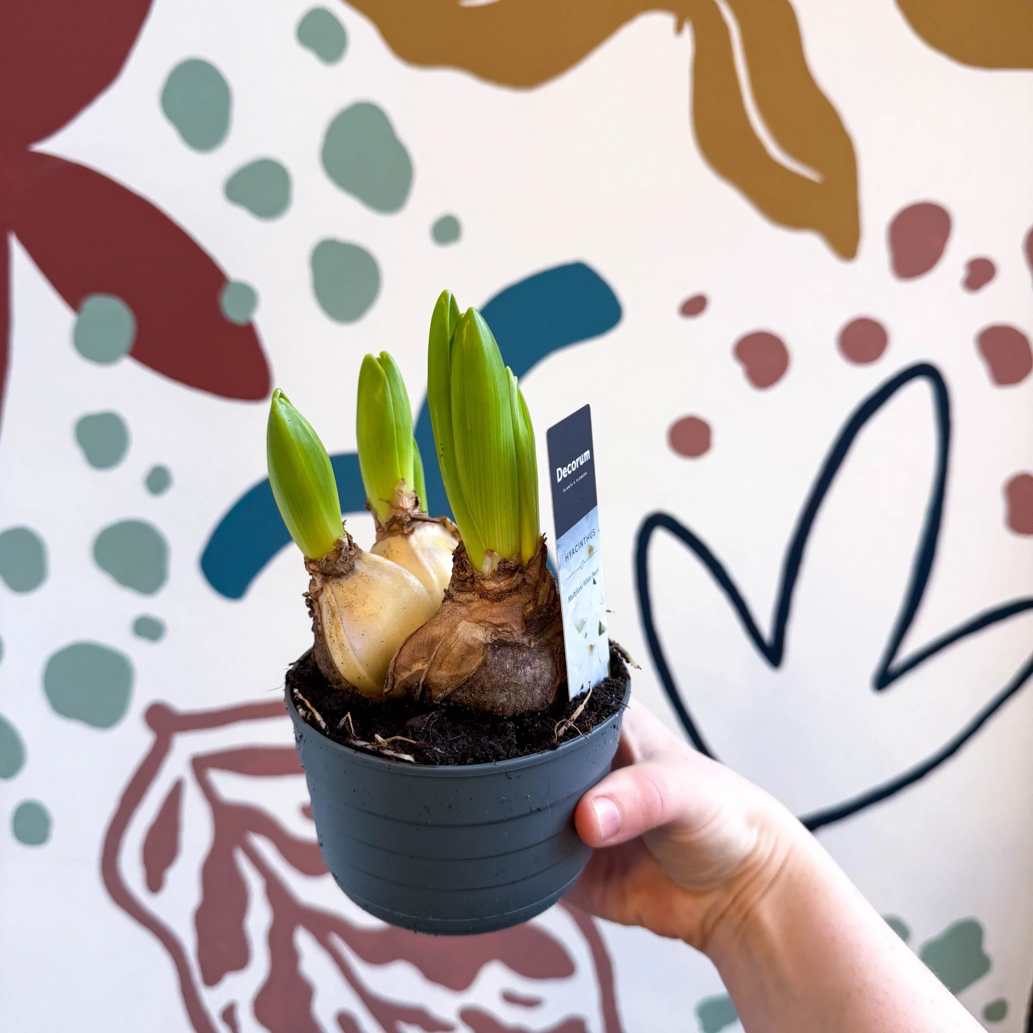 Hyacinthus multiflora ‘White Pearl’ - Potted White Hyacinth Bulbs - Image 4