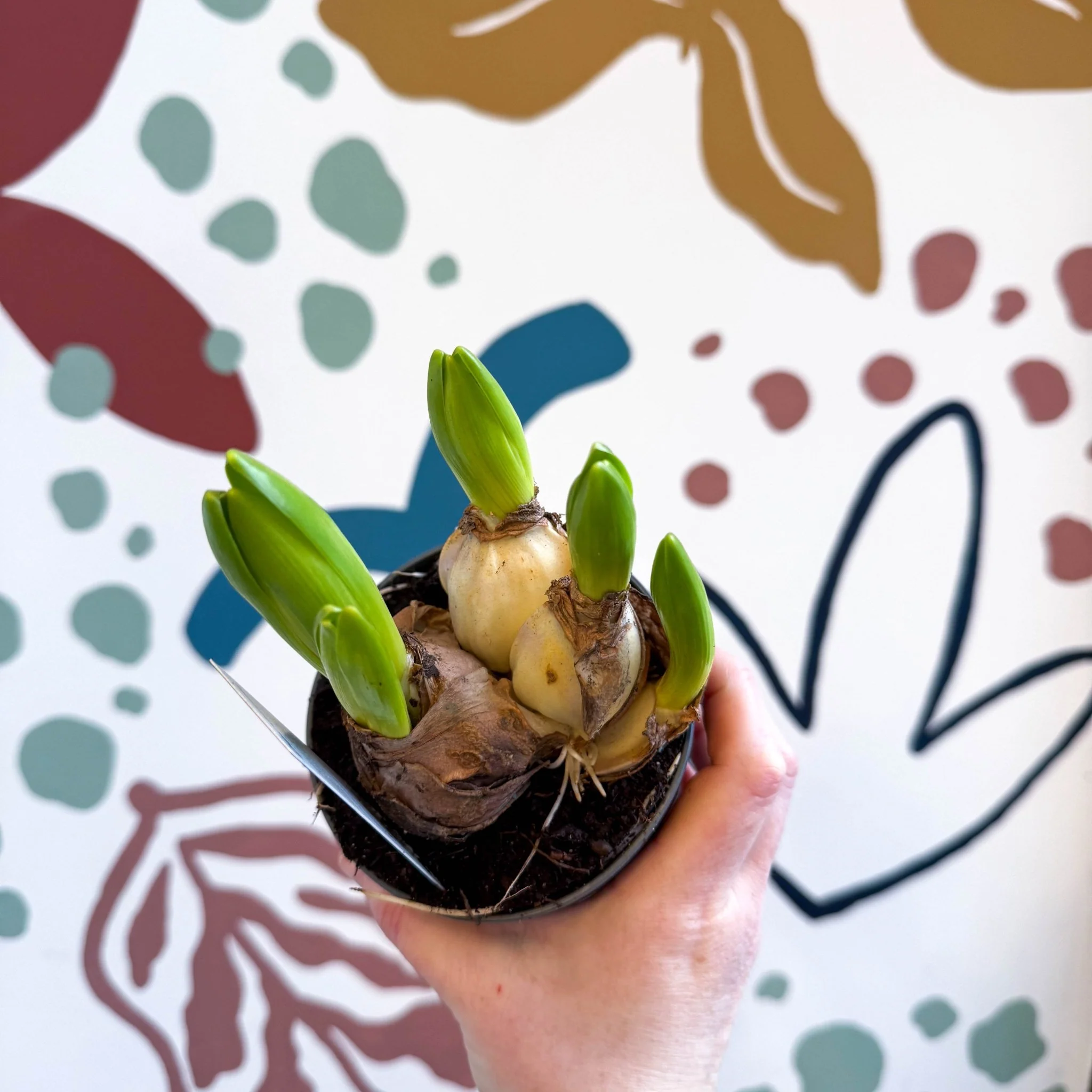 Hyacinthus multiflora ‘White Pearl’ - Potted White Hyacinth Bulbs - Image 6