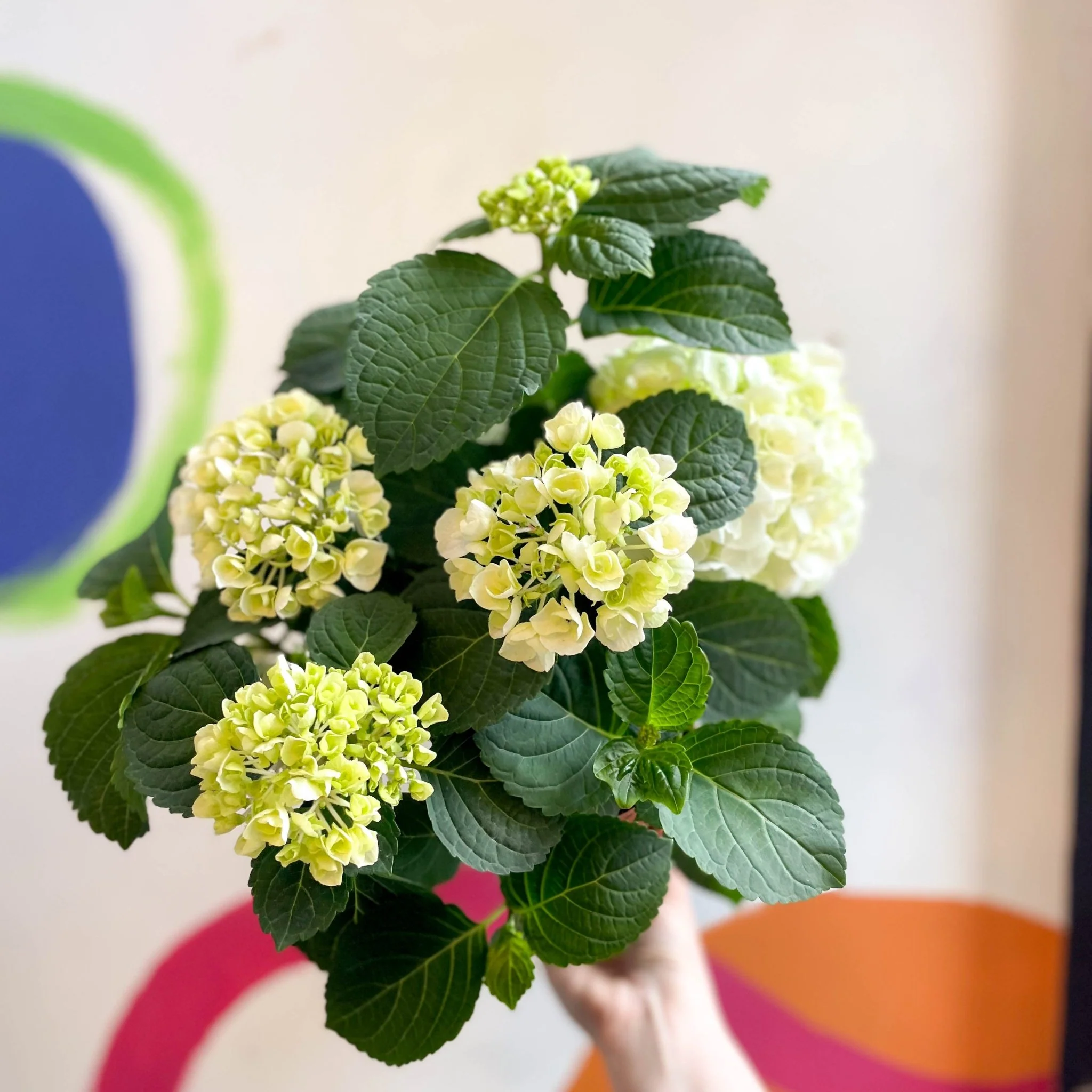 Hydrangea macrophylla 'Crystal Palace'