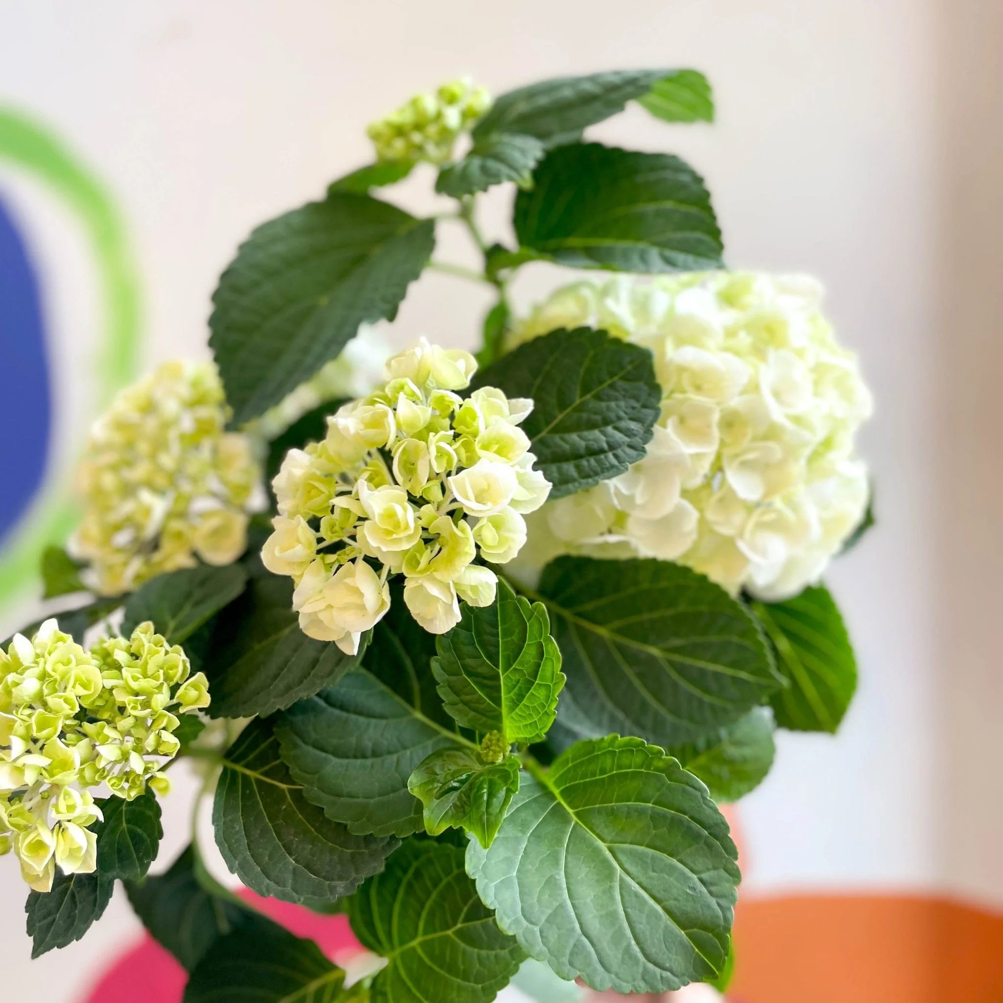 Hydrangea macrophylla 'Crystal Palace' - Image 2