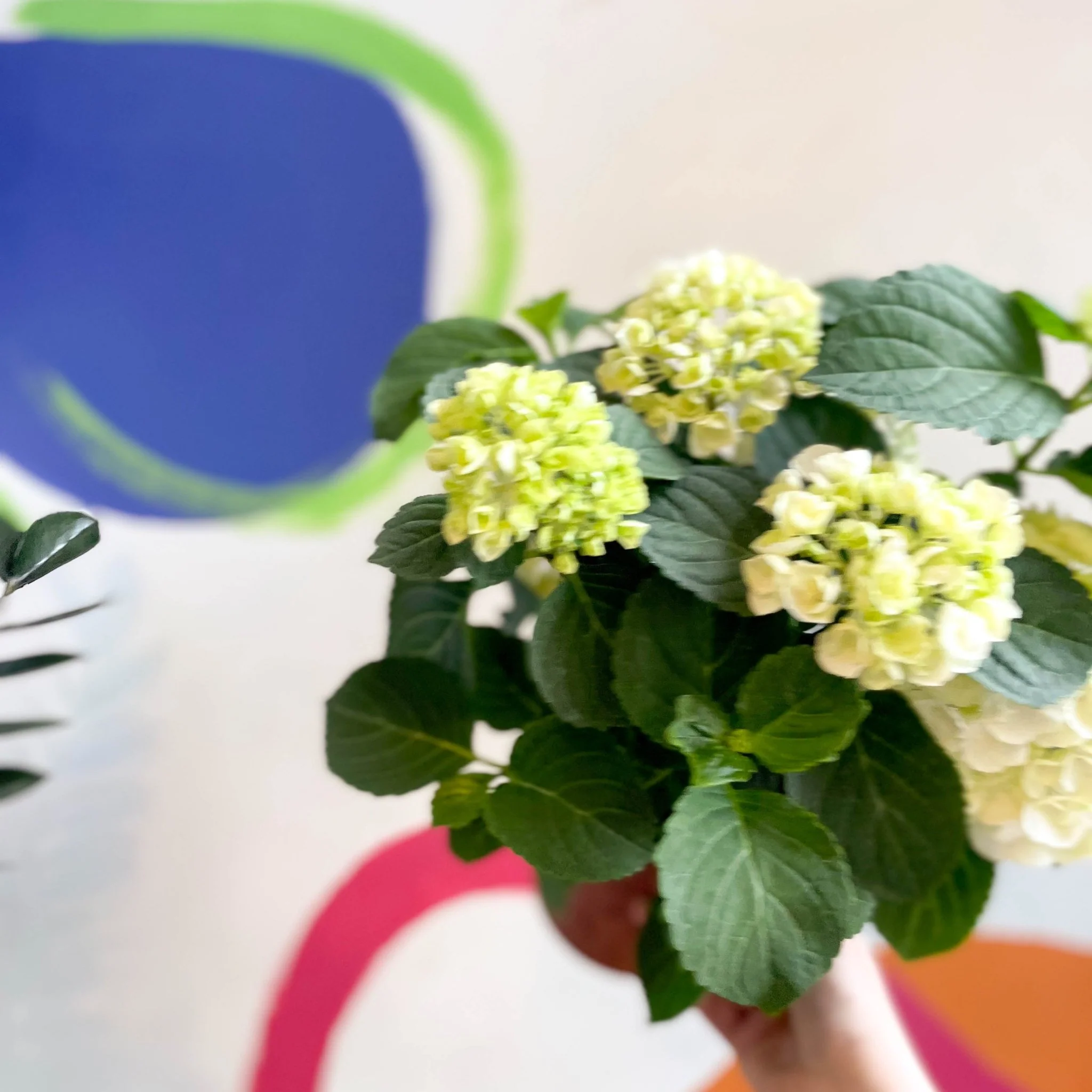 Hydrangea macrophylla 'Crystal Palace' - Image 3