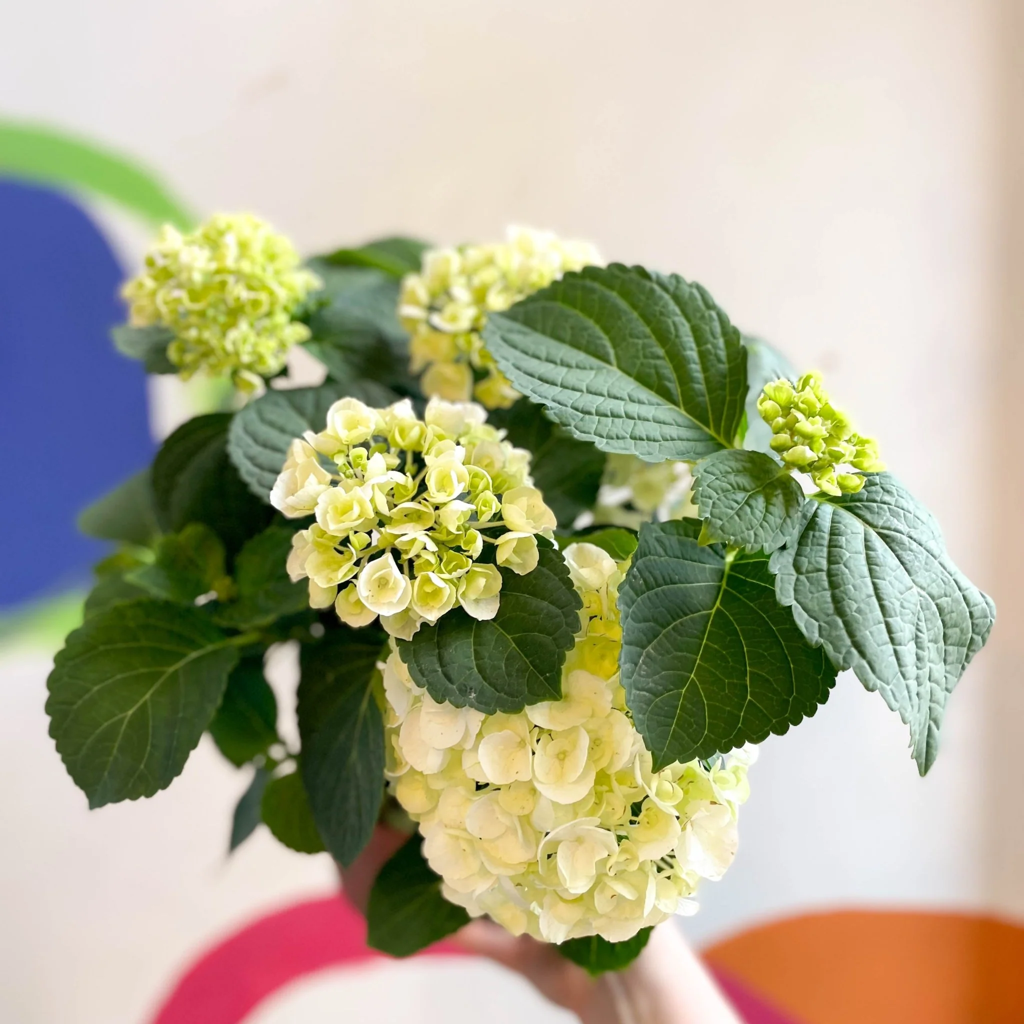 Hydrangea macrophylla 'Crystal Palace' - Image 4