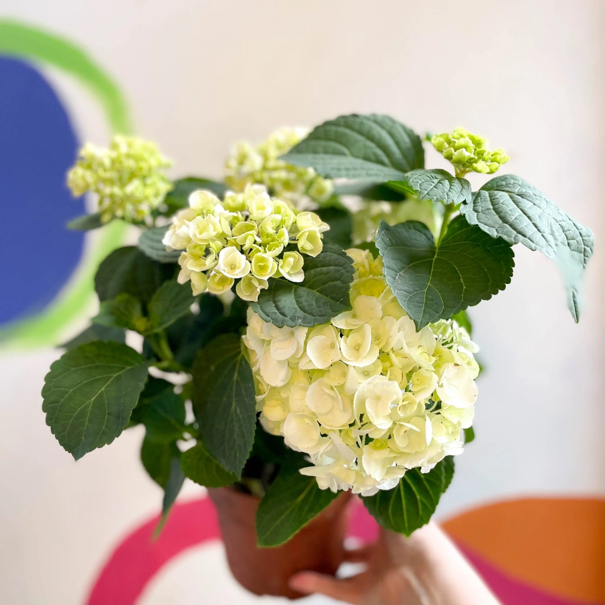 Hydrangea macrophylla 'Crystal Palace' - Image 5