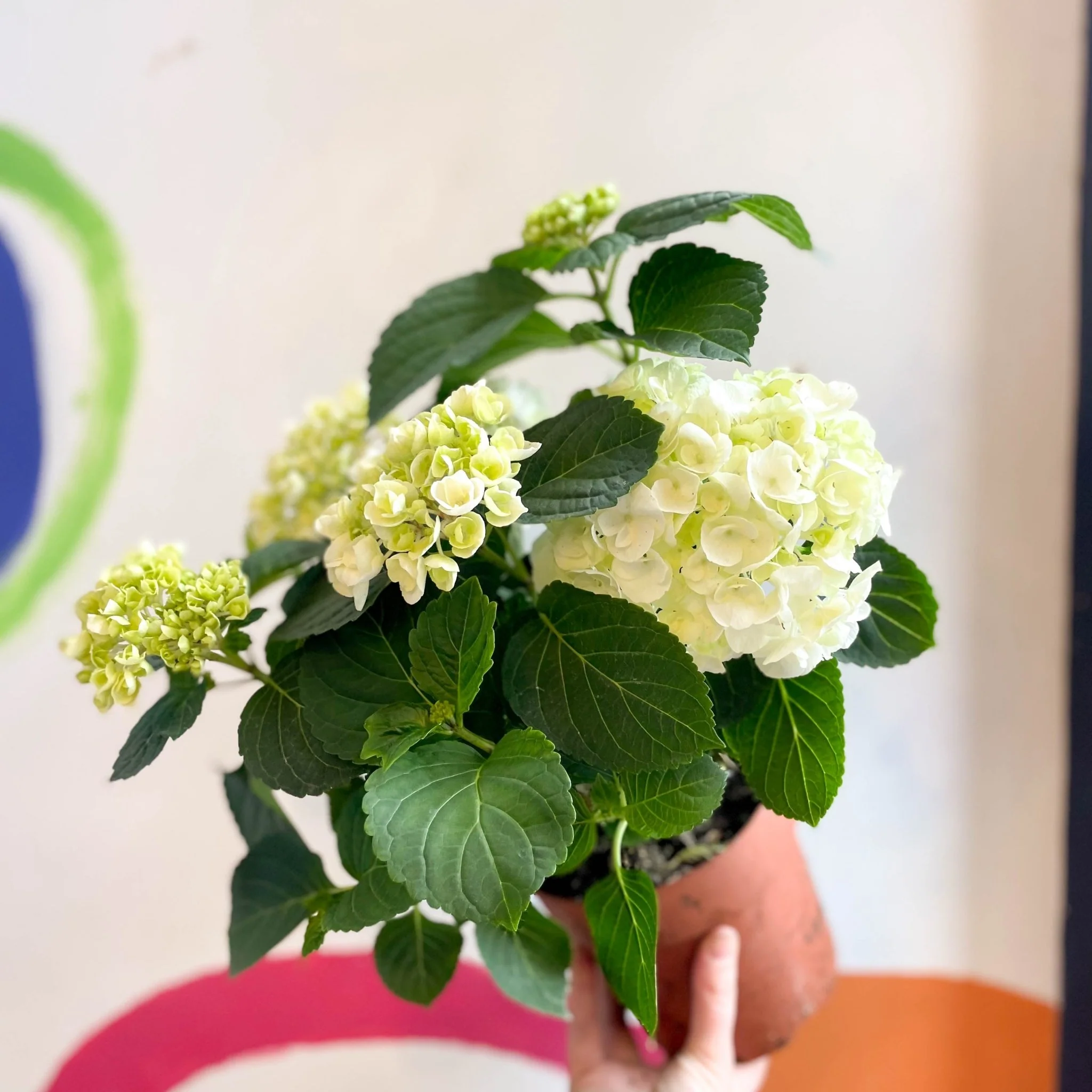 Hydrangea macrophylla 'Crystal Palace' - Image 6