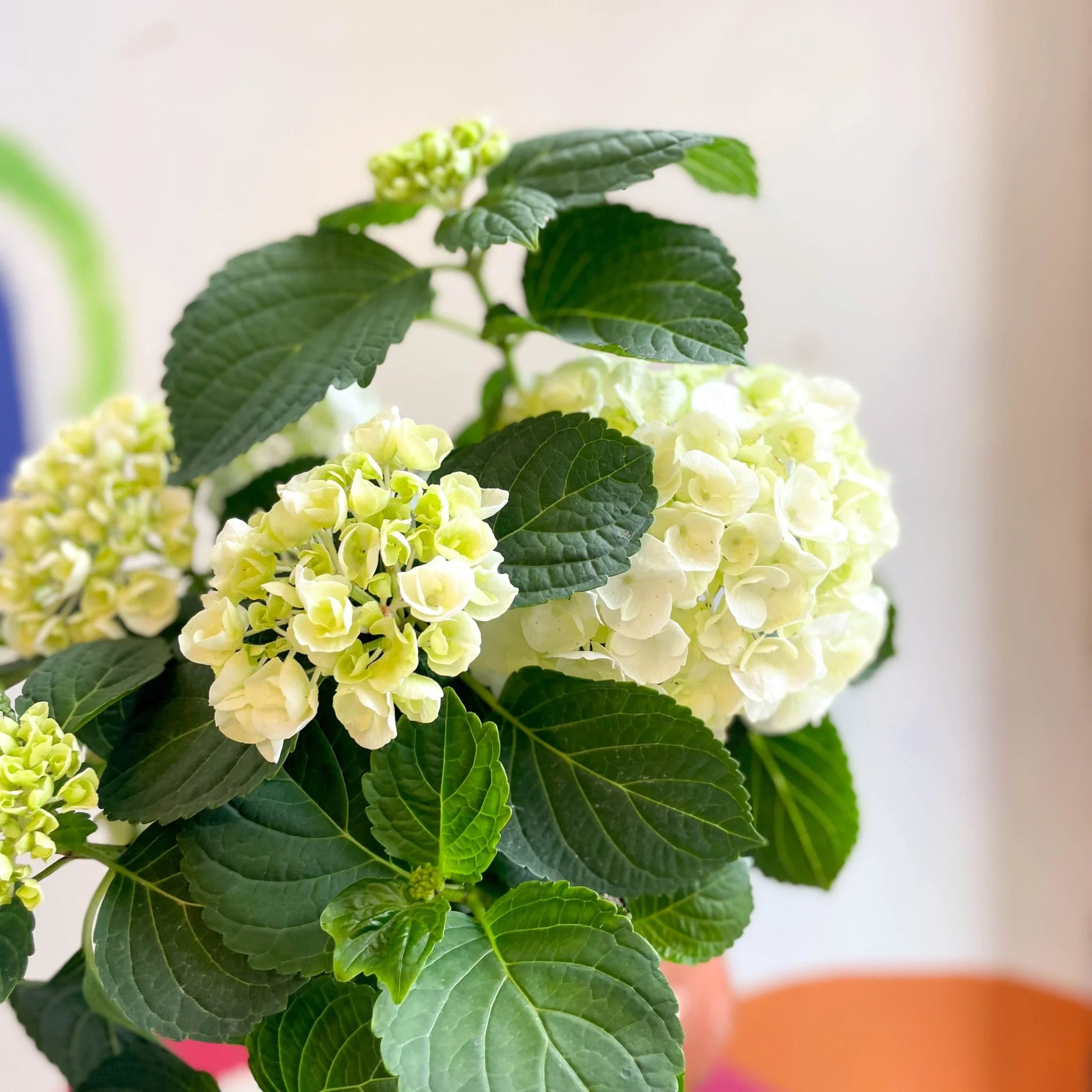 Hydrangea macrophylla 'Crystal Palace' - Image 7