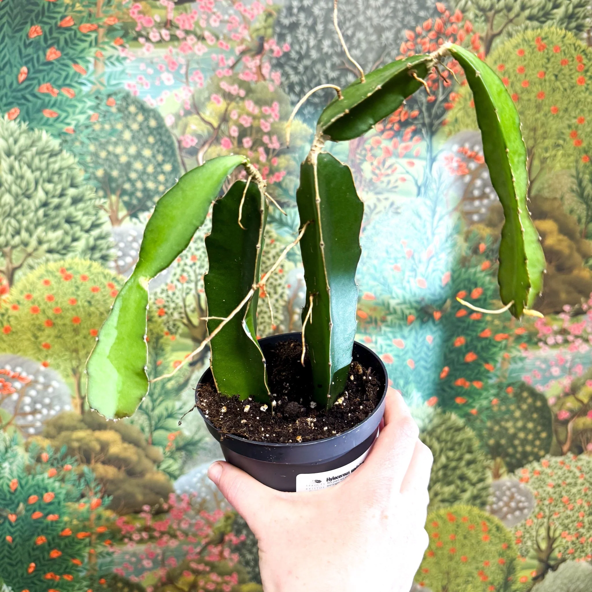 Hylocereus undatus – Dragon Fruit Cactus