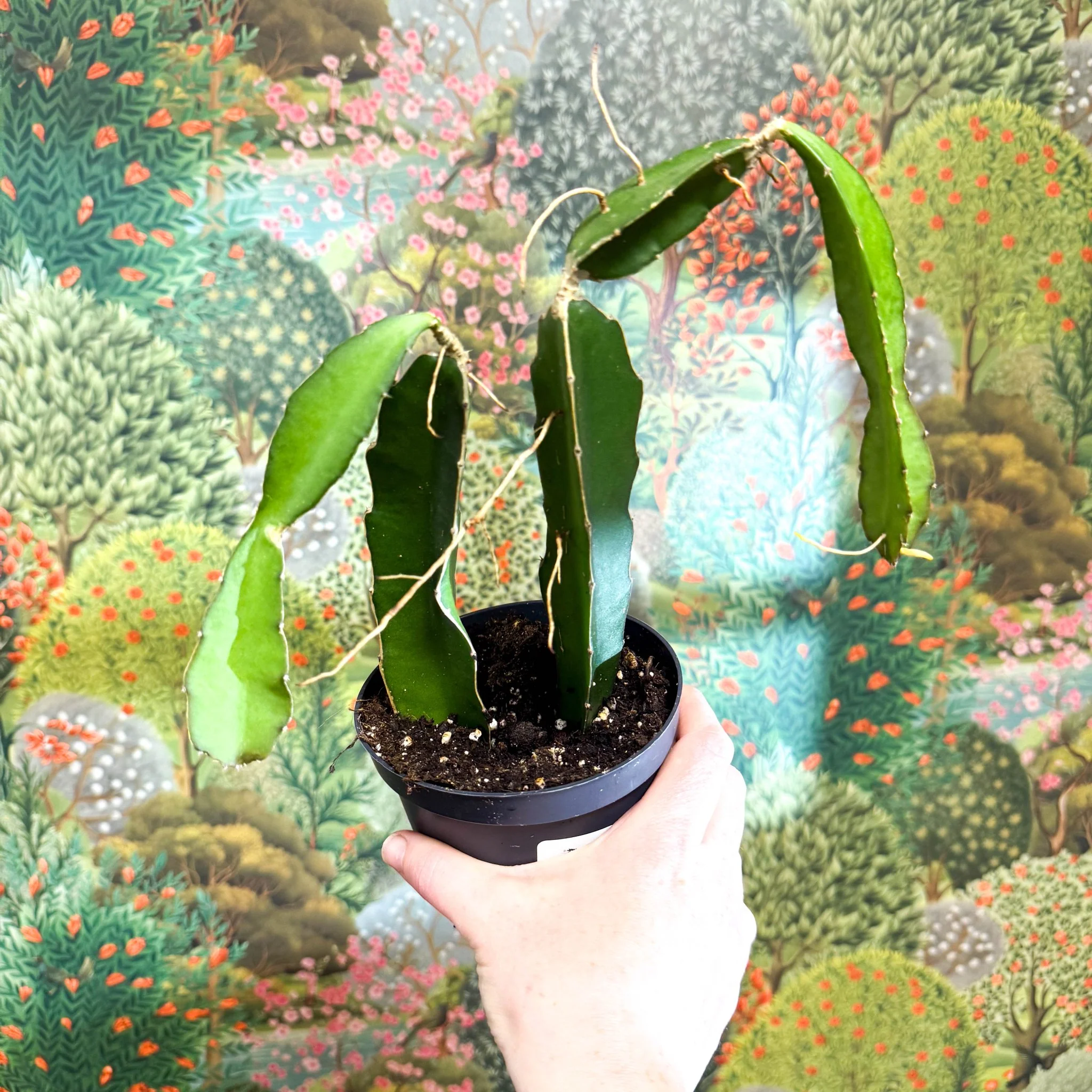 Hylocereus undatus – Dragon Fruit Cactus - Image 10