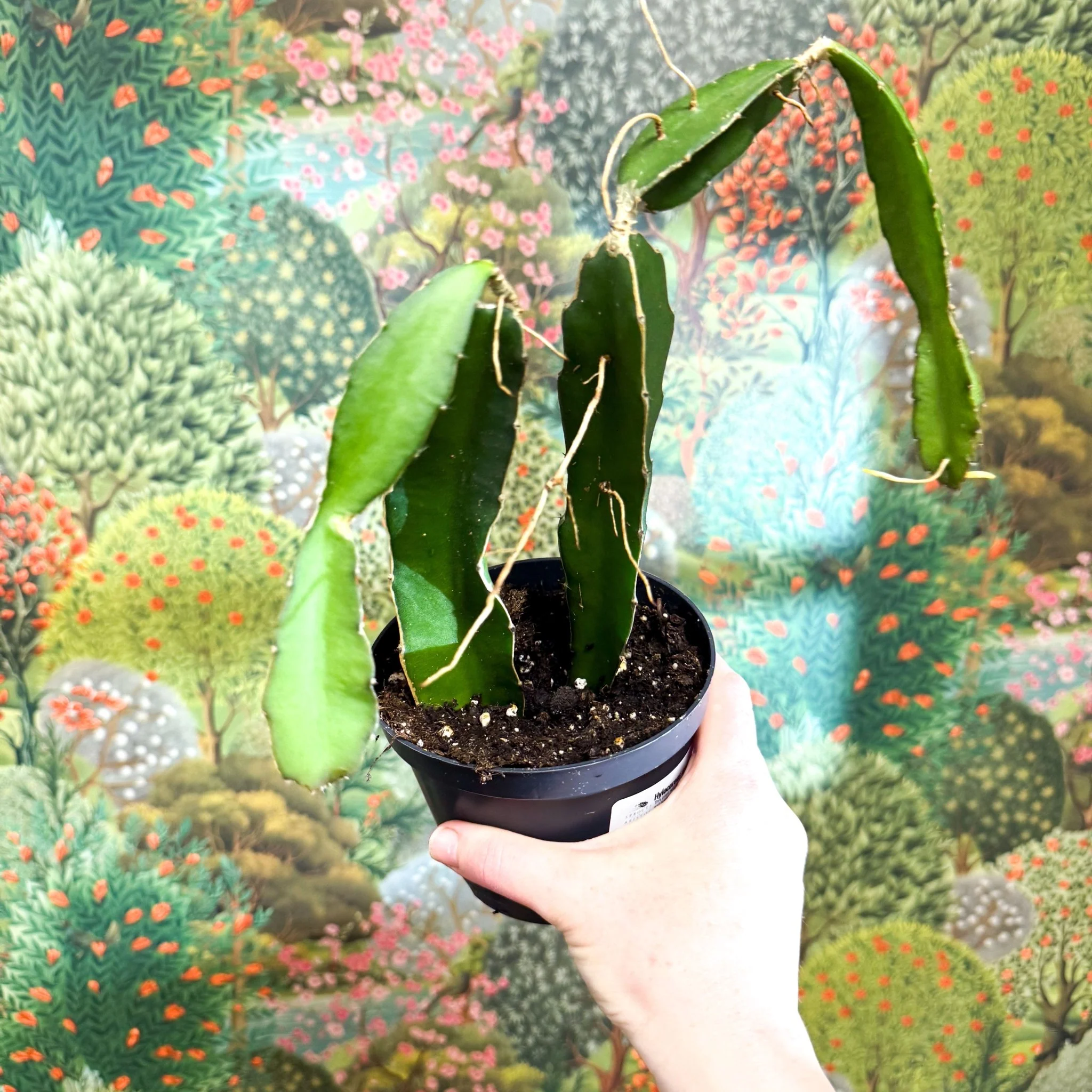 Hylocereus undatus – Dragon Fruit Cactus - Image 11
