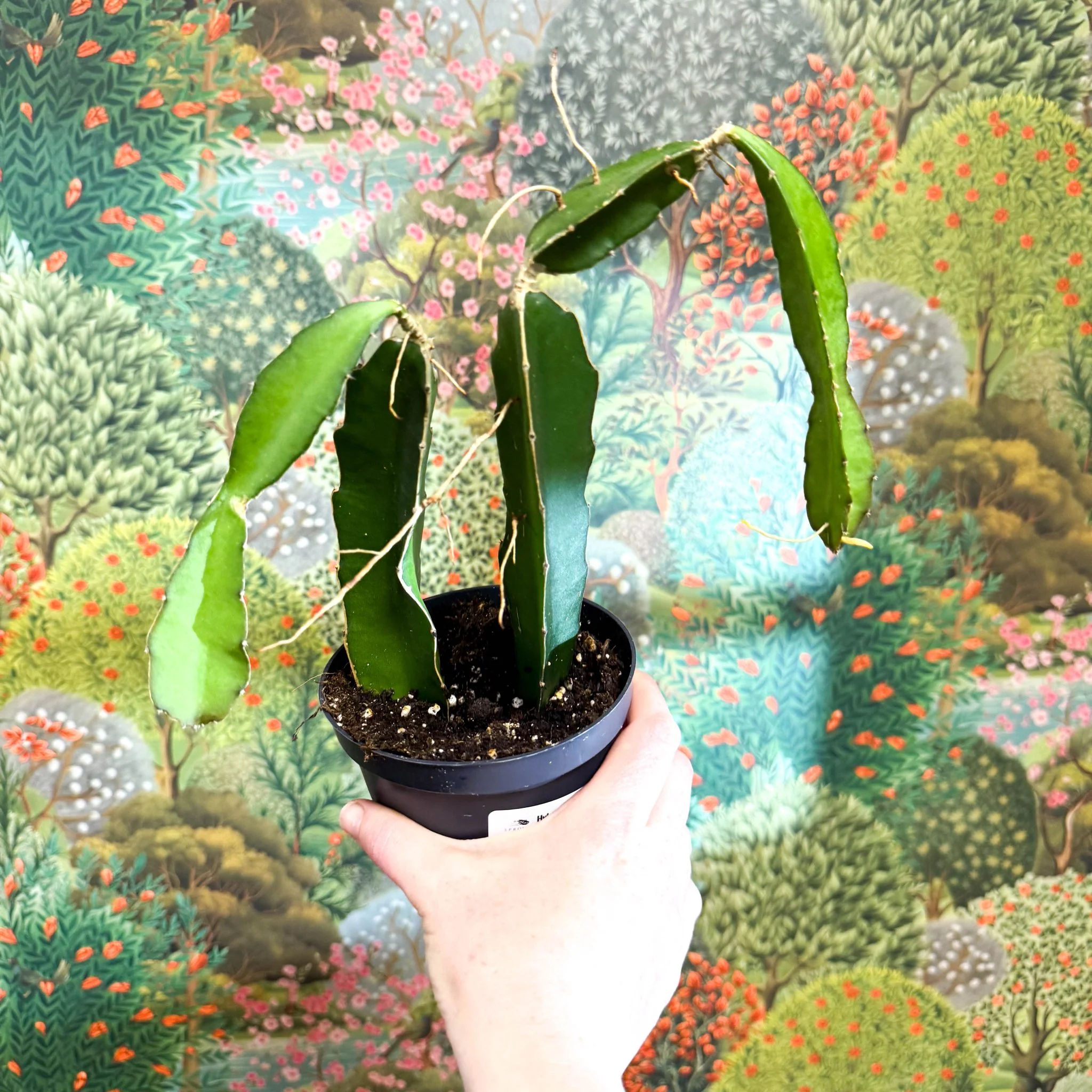 Hylocereus undatus – Dragon Fruit Cactus - Image 12