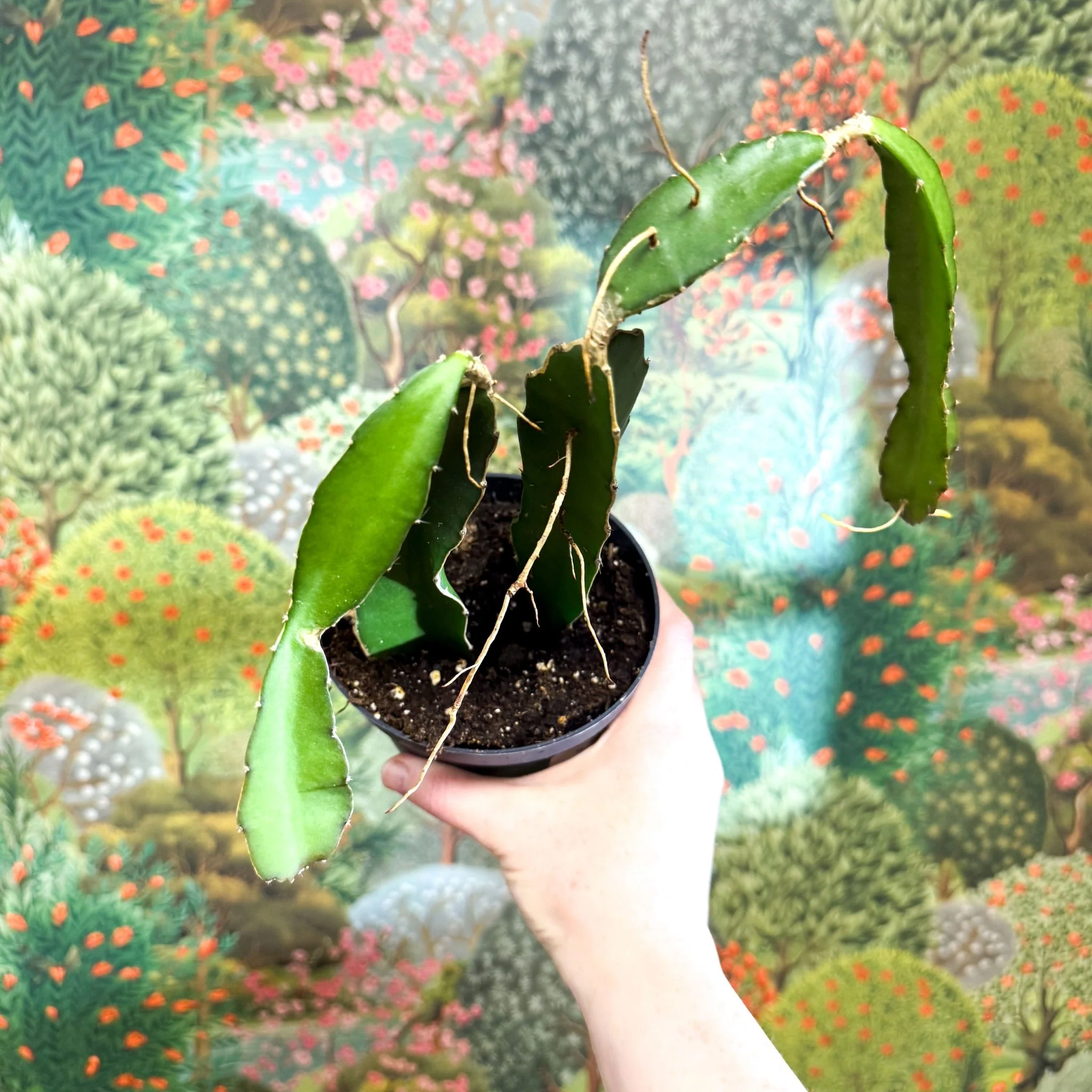 Hylocereus undatus – Dragon Fruit Cactus - Image 13