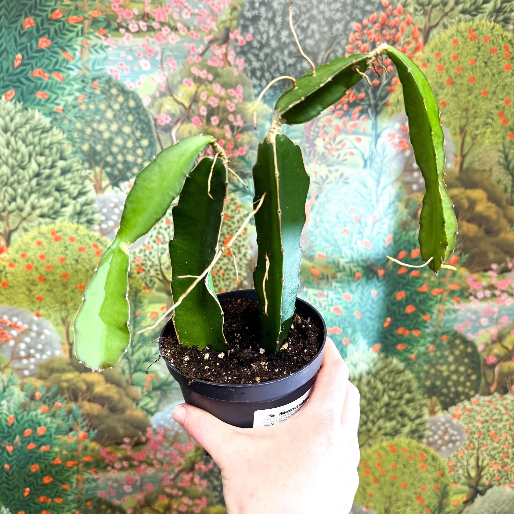 Hylocereus undatus – Dragon Fruit Cactus - Image 14