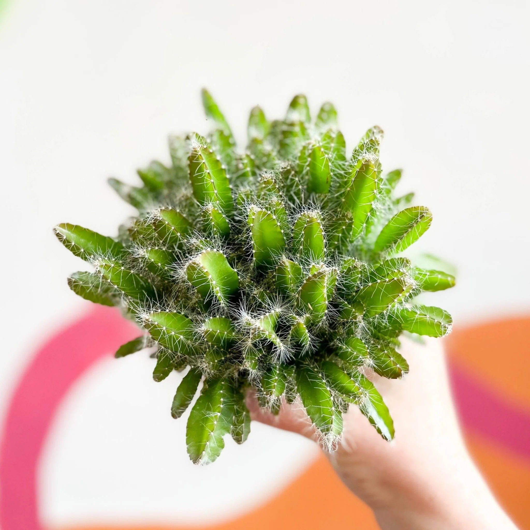 Hylocereus undatus – Dragon Fruit Cactus - Image 2