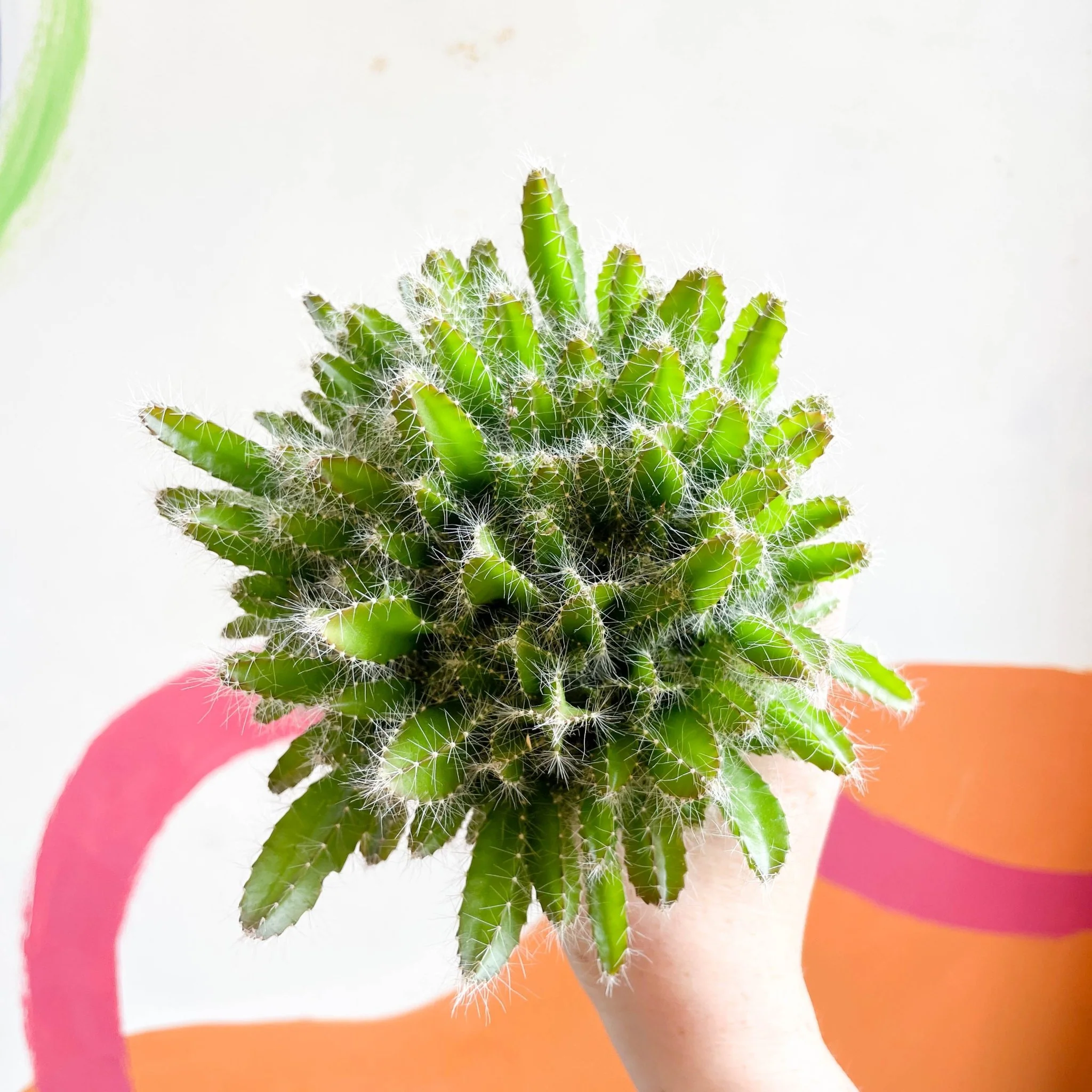 Hylocereus undatus – Dragon Fruit Cactus - Image 3