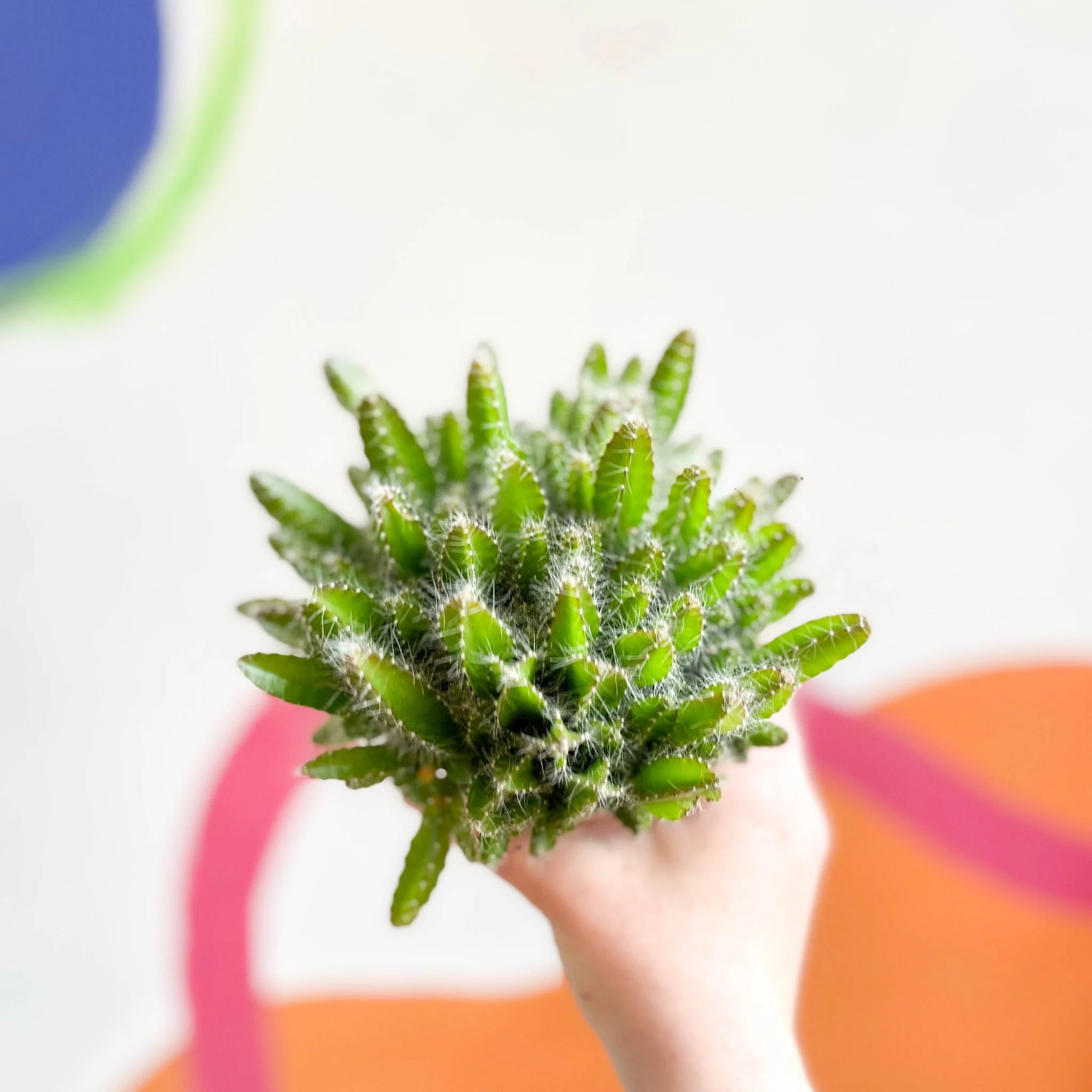 Hylocereus undatus – Dragon Fruit Cactus - Image 4