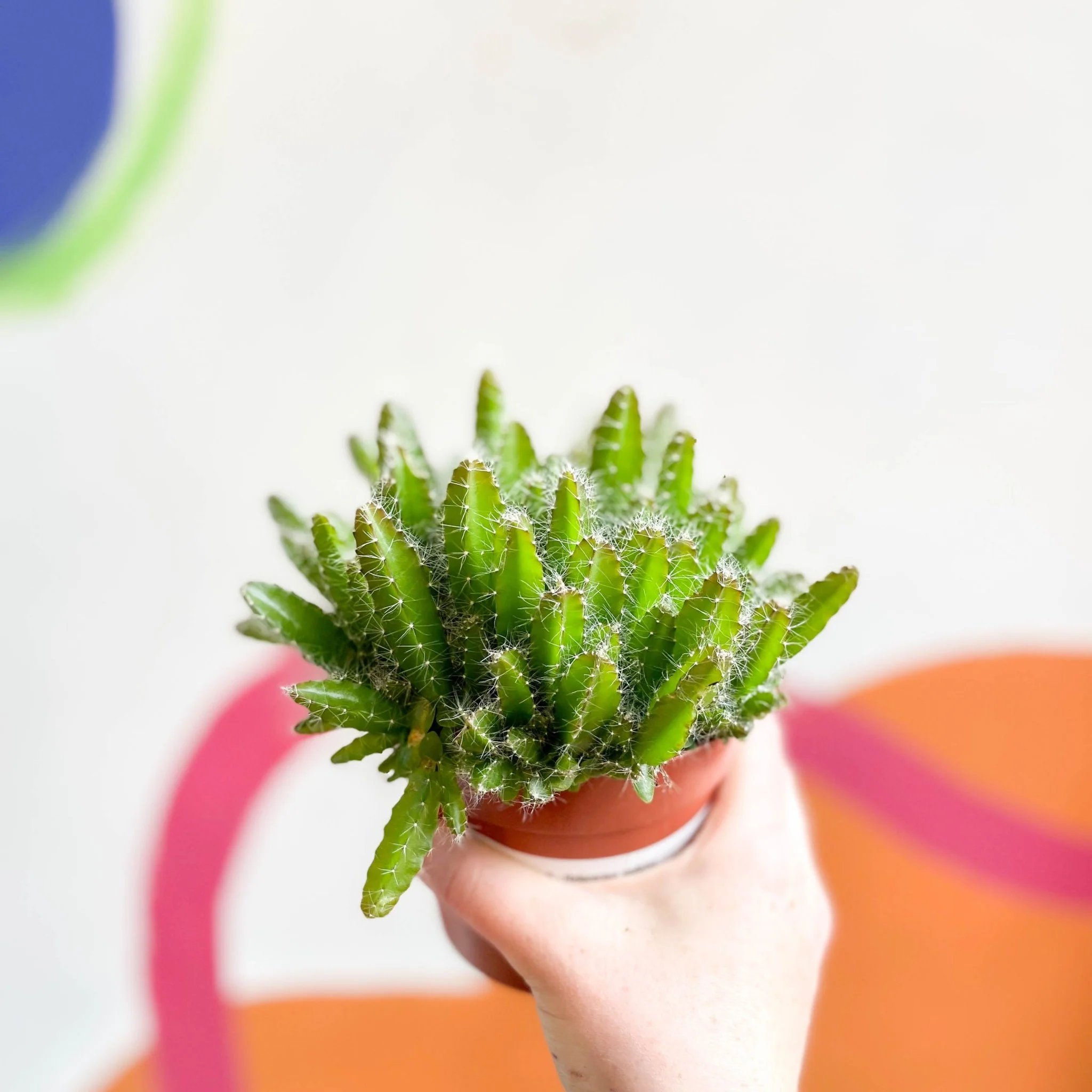Hylocereus undatus – Dragon Fruit Cactus - Image 5