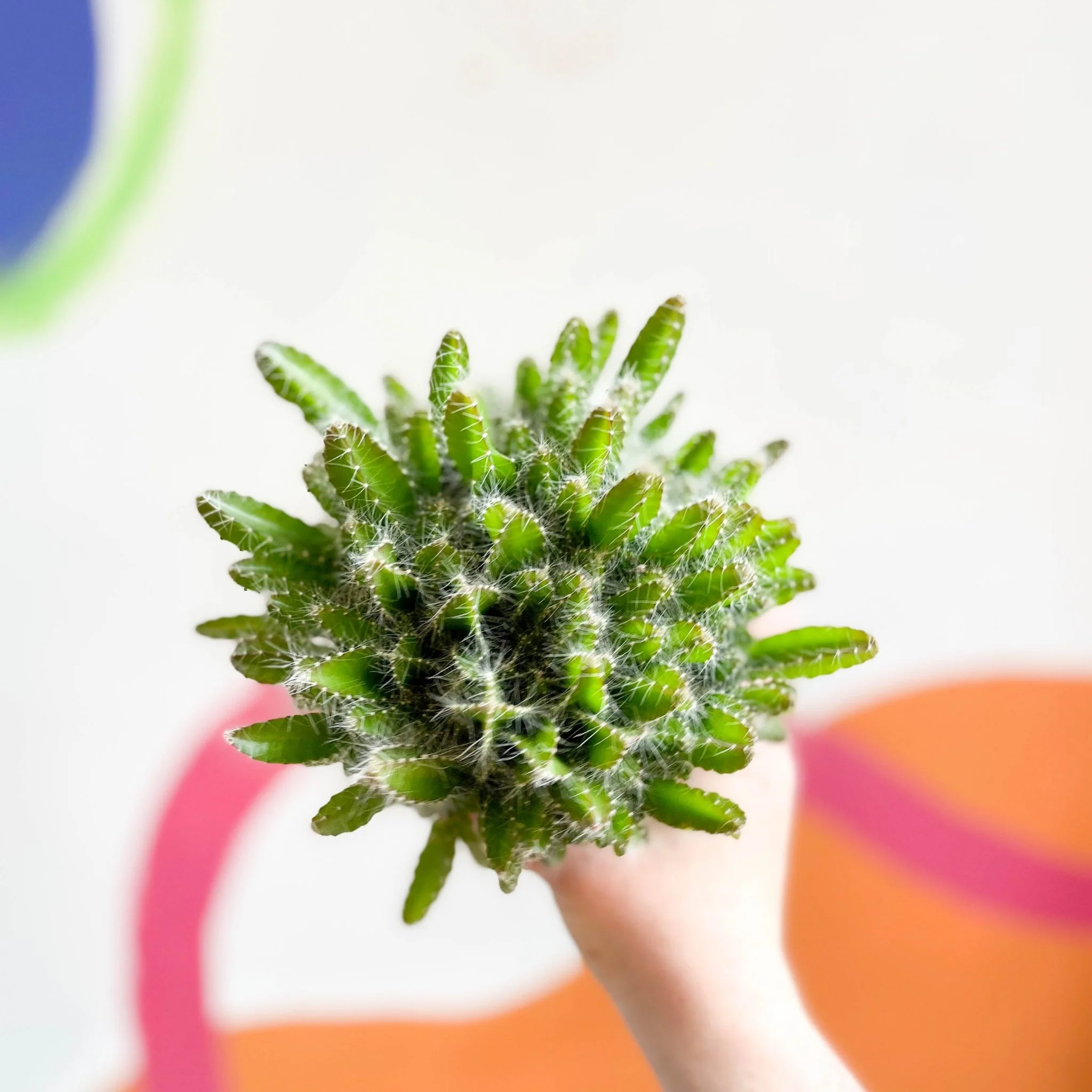 Hylocereus undatus – Dragon Fruit Cactus - Image 6