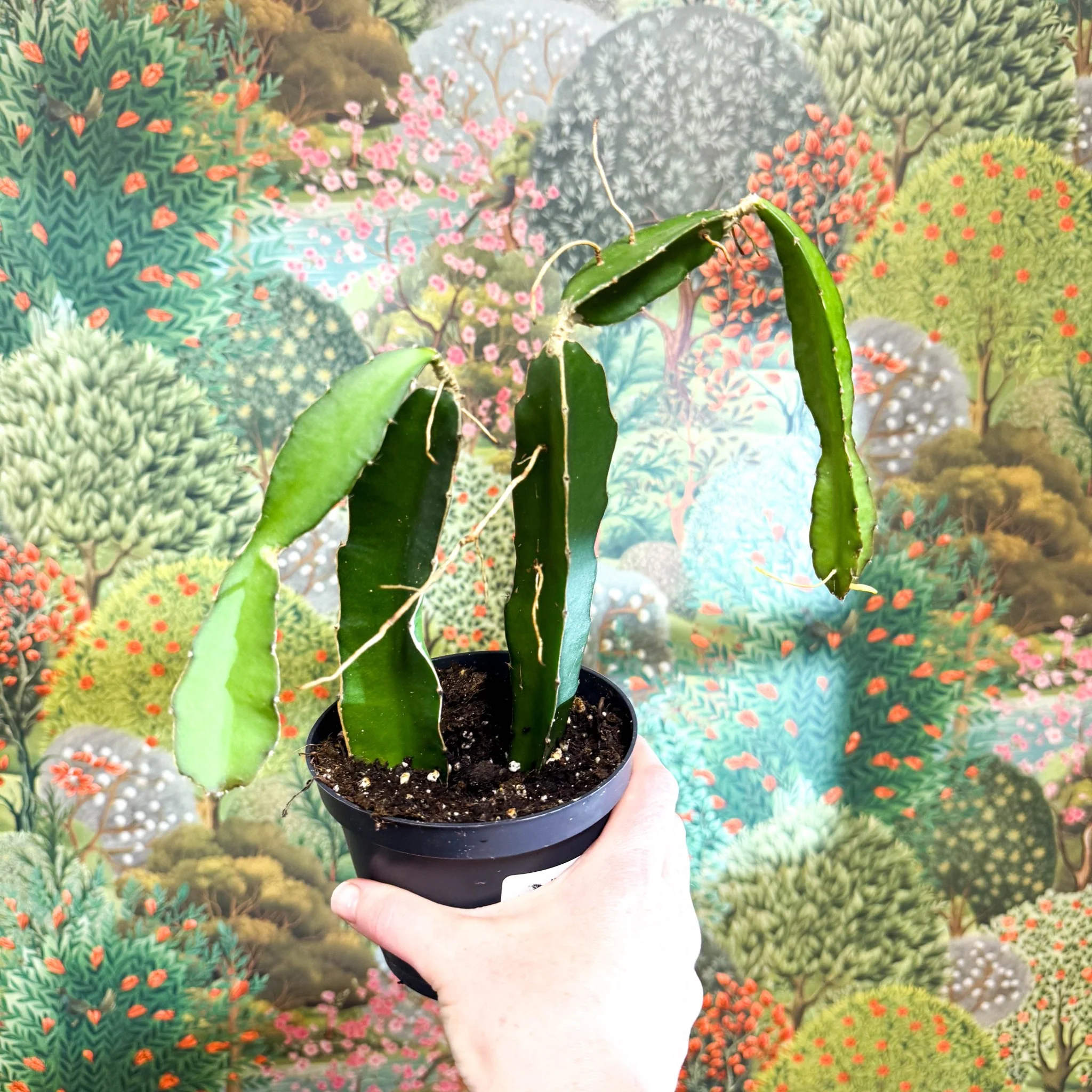 Hylocereus undatus – Dragon Fruit Cactus - Image 7