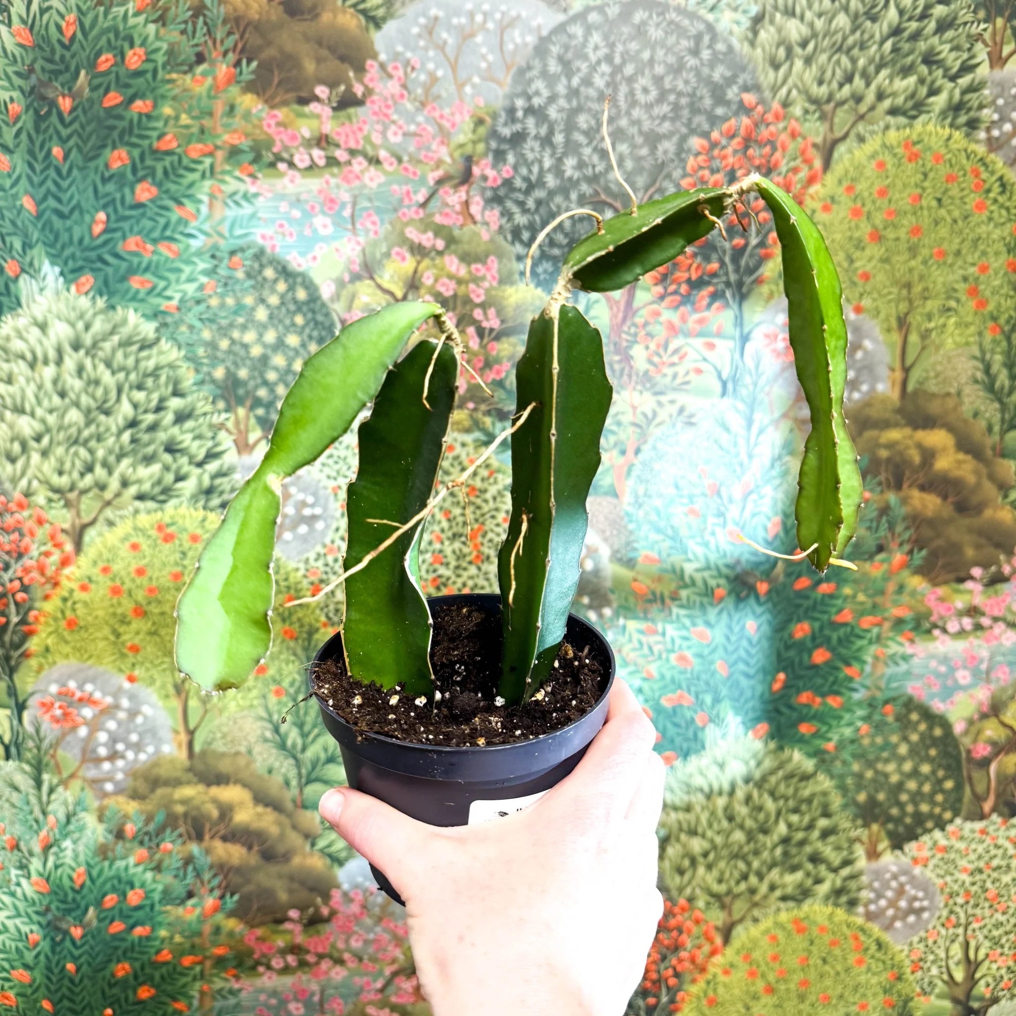 Hylocereus undatus – Dragon Fruit Cactus - Image 8
