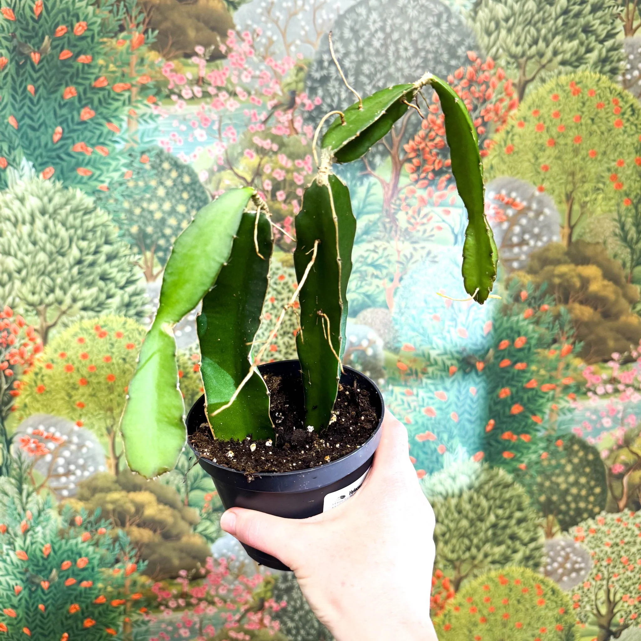 Hylocereus undatus – Dragon Fruit Cactus - Image 9