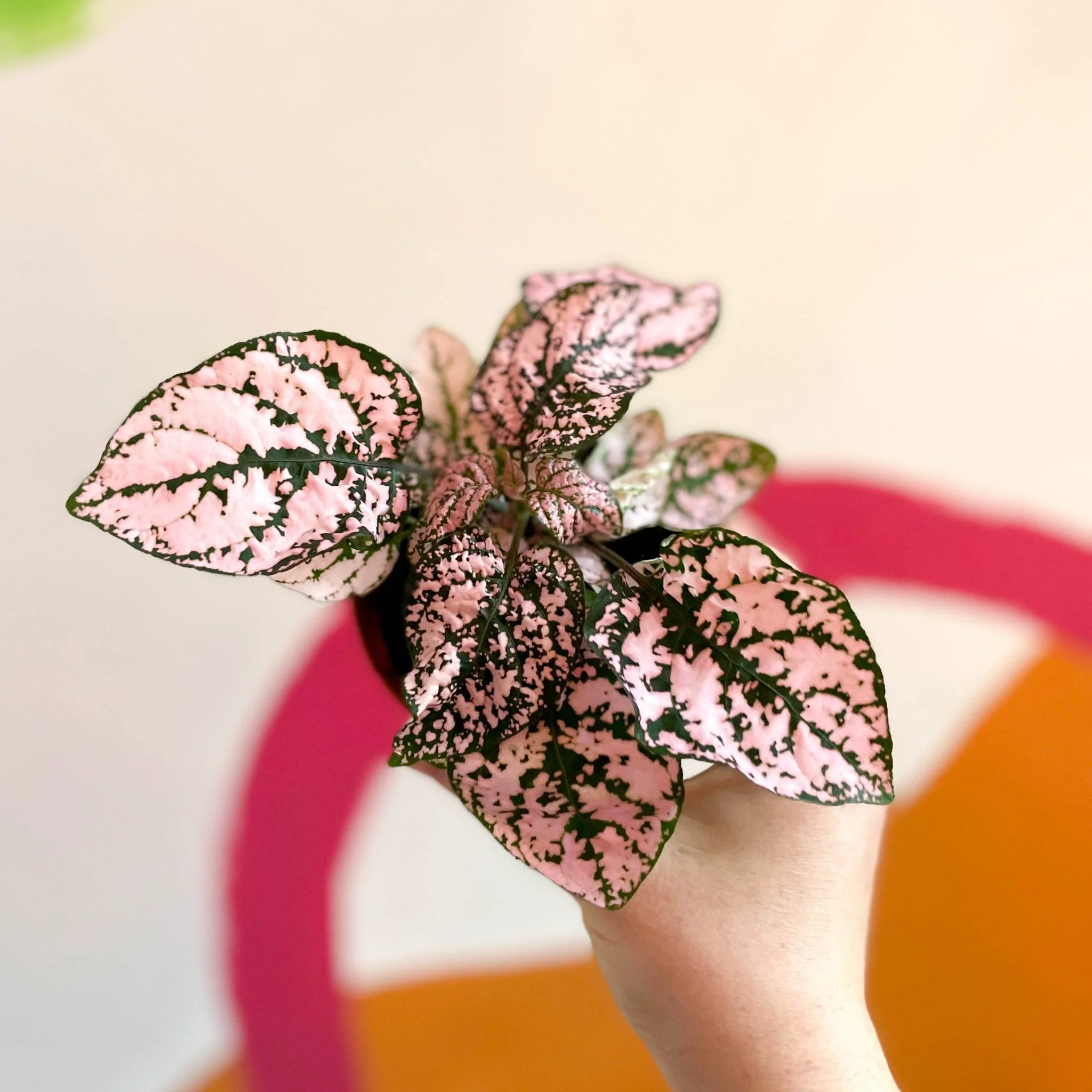 Hypoestes phyllostachya - Pink Polka Dot Plant