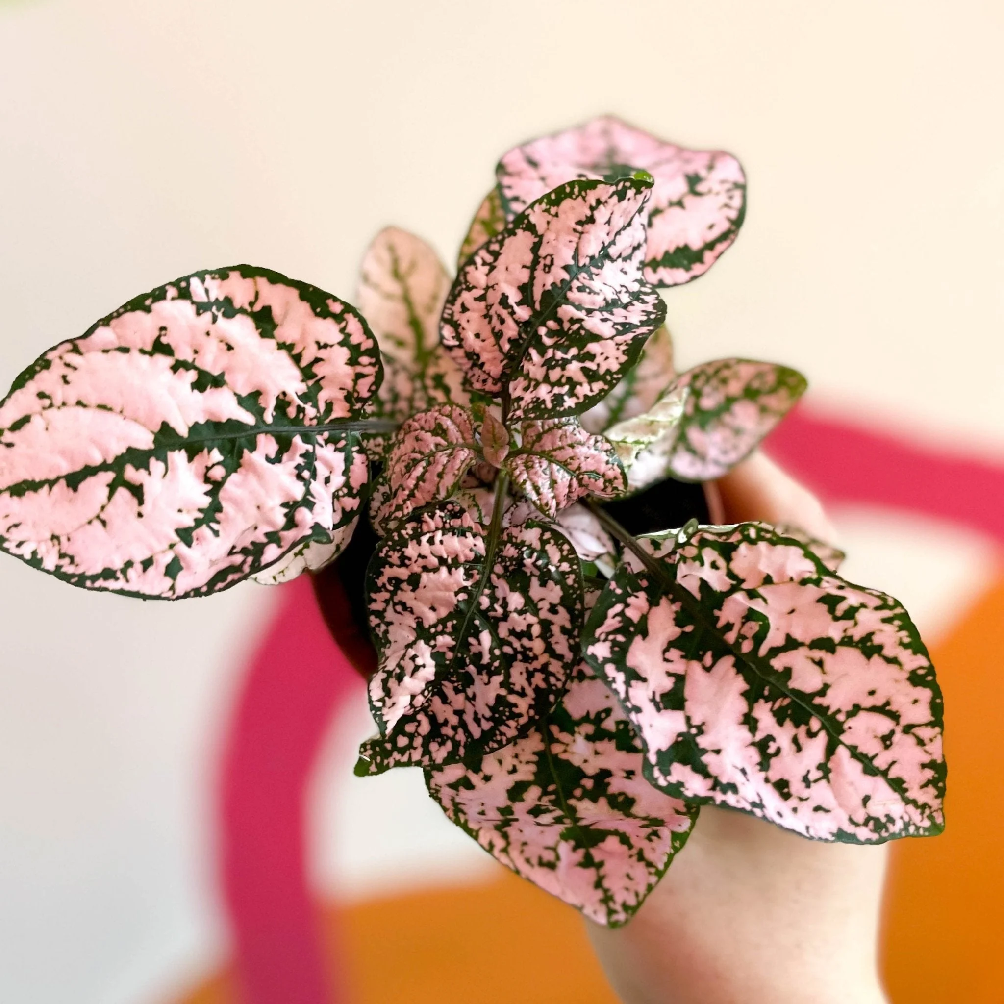 Hypoestes phyllostachya - Pink Polka Dot Plant - Image 2