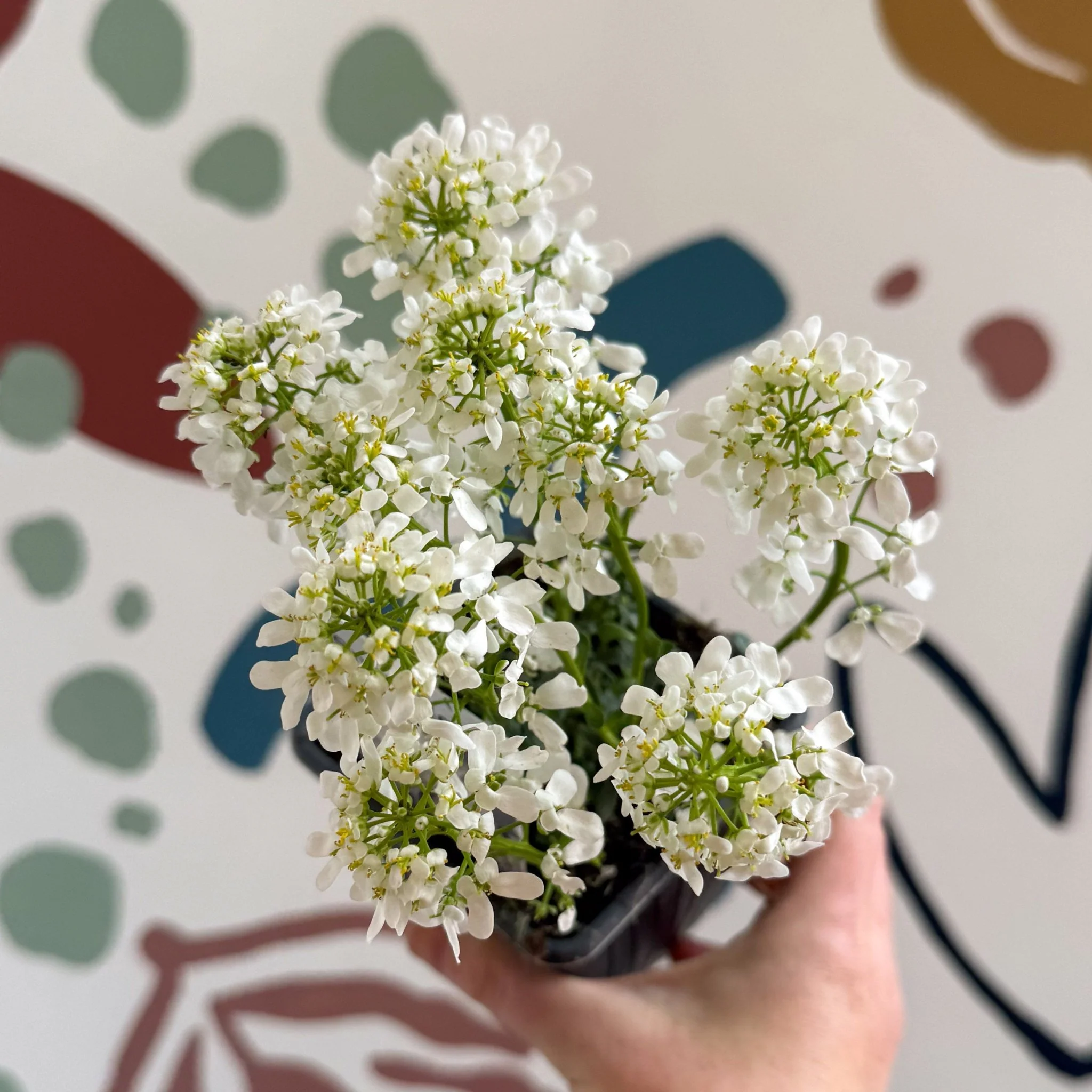 Iberis sempervirens ‘Snowcone’ - Candytuft - British Grown Evergreen Perennial Alpine