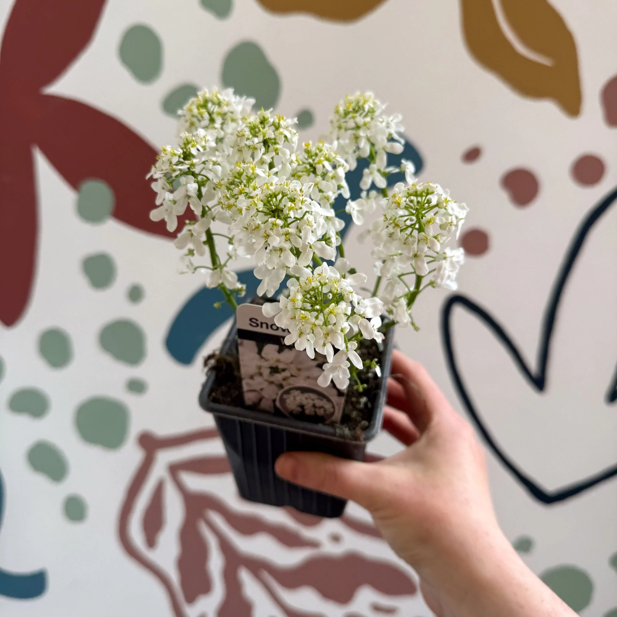 Iberis sempervirens ‘Snowcone’ - Candytuft - British Grown Evergreen Perennial Alpine - Image 6
