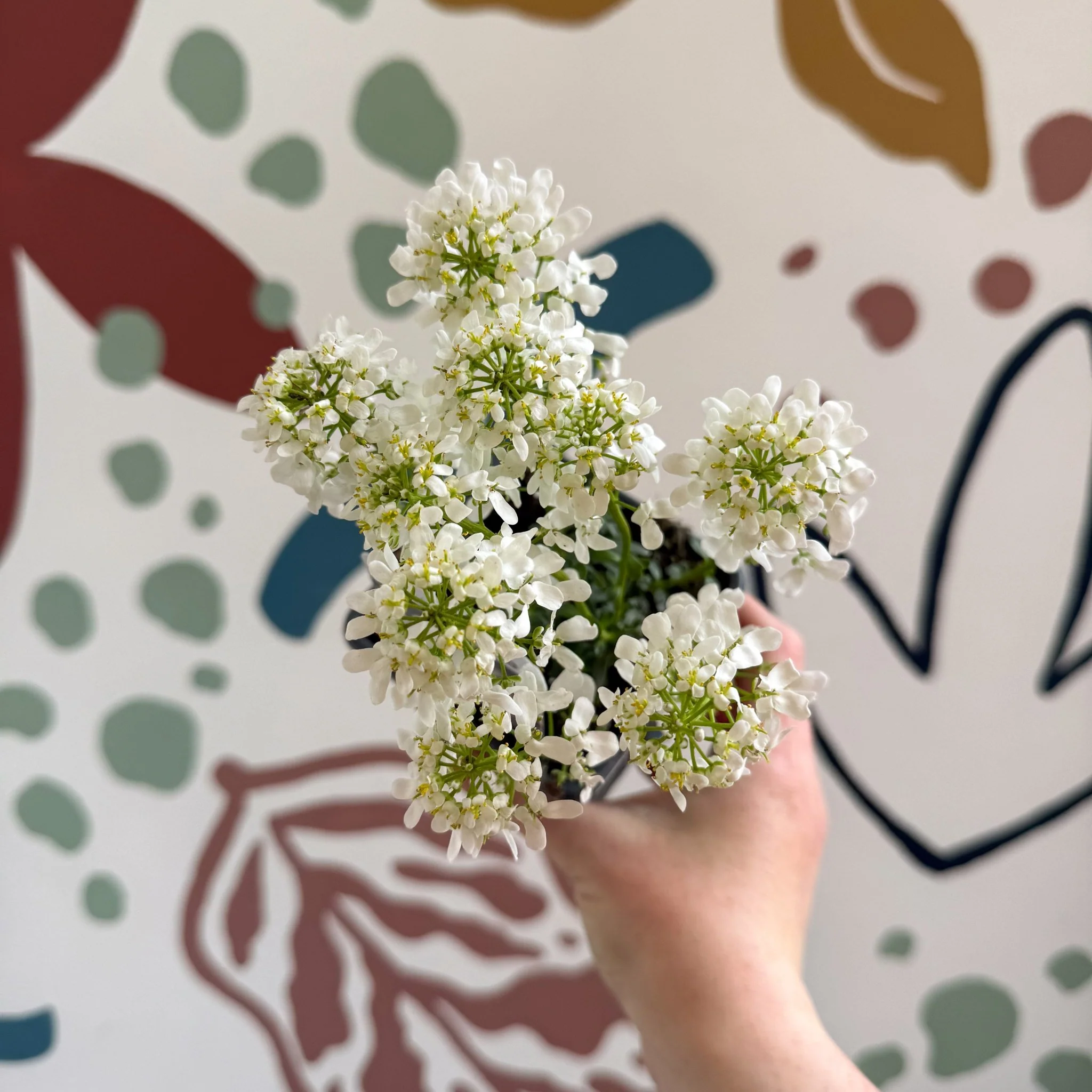Iberis sempervirens ‘Snowcone’ - Candytuft - British Grown Evergreen Perennial Alpine - Image 8