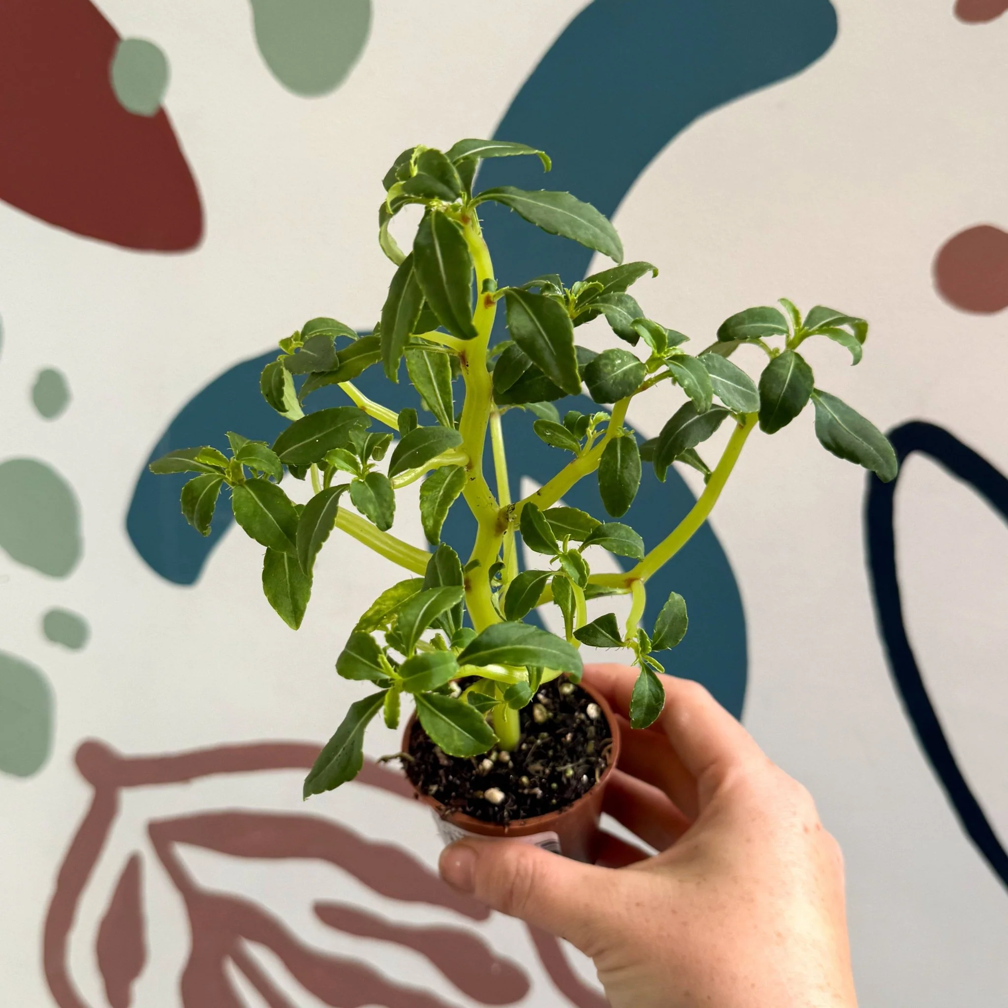Impatiens keilli - Congo Cockatoo - Welsh Grown