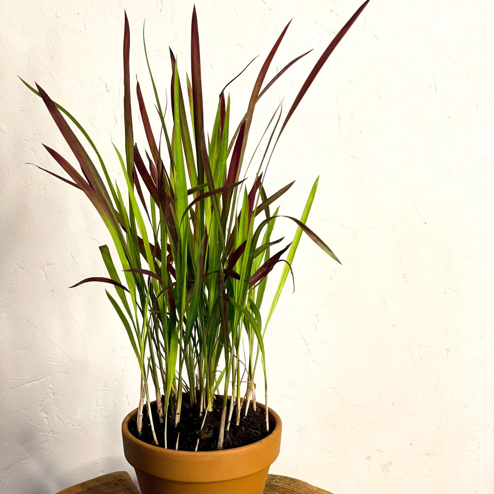 Imperata cylindrica 'Red Baron' - Japanese Blood Grass