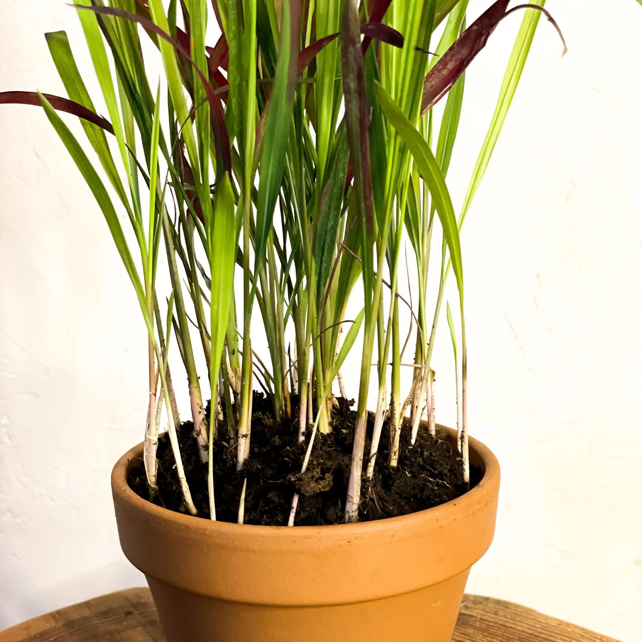 Imperata cylindrica 'Red Baron' - Japanese Blood Grass - Image 2