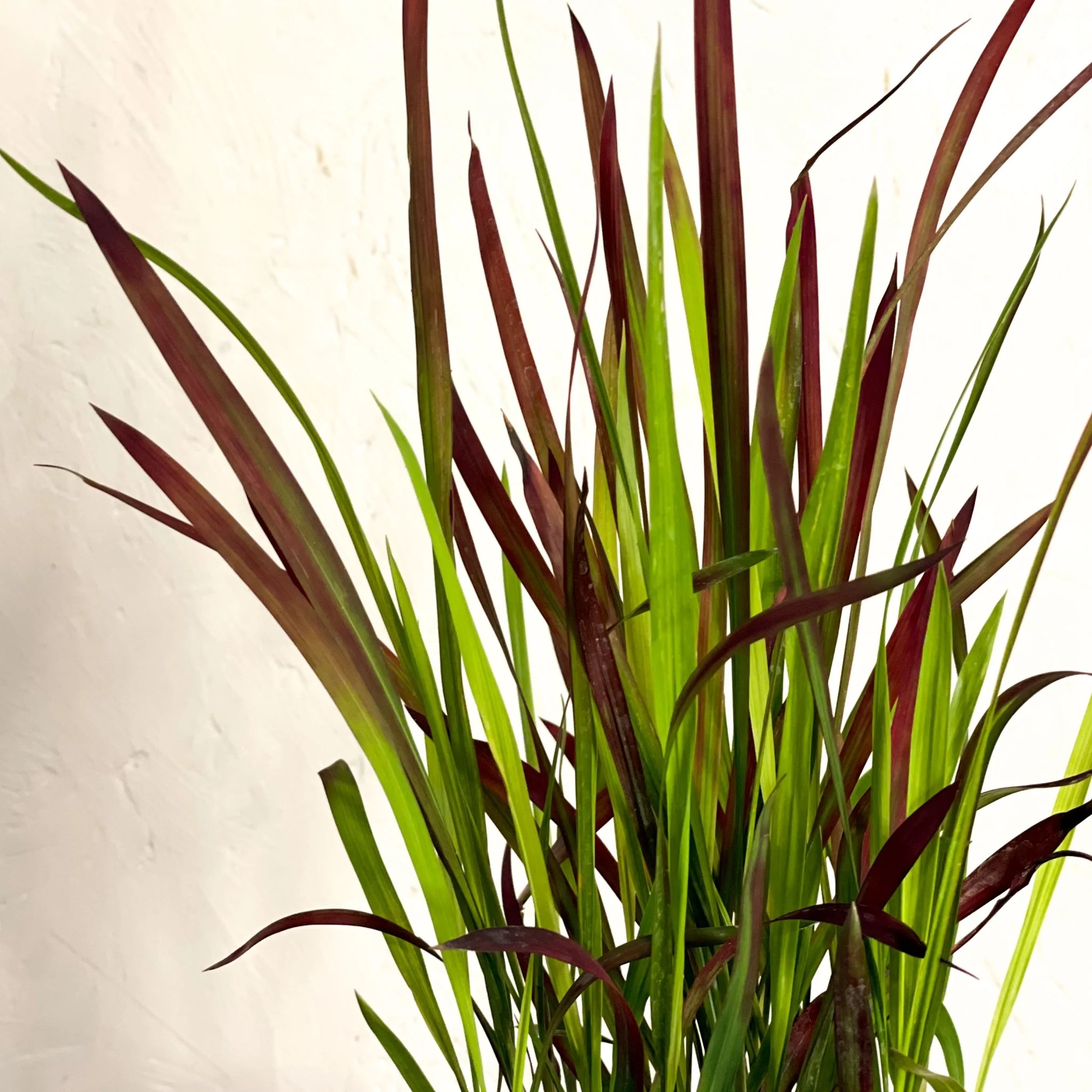 Imperata cylindrica 'Red Baron' - Japanese Blood Grass - Image 3