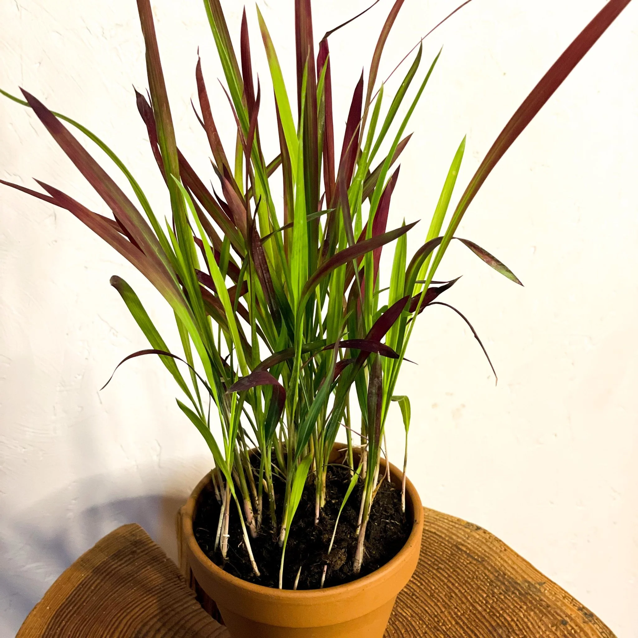 Imperata cylindrica 'Red Baron' - Japanese Blood Grass - Image 4