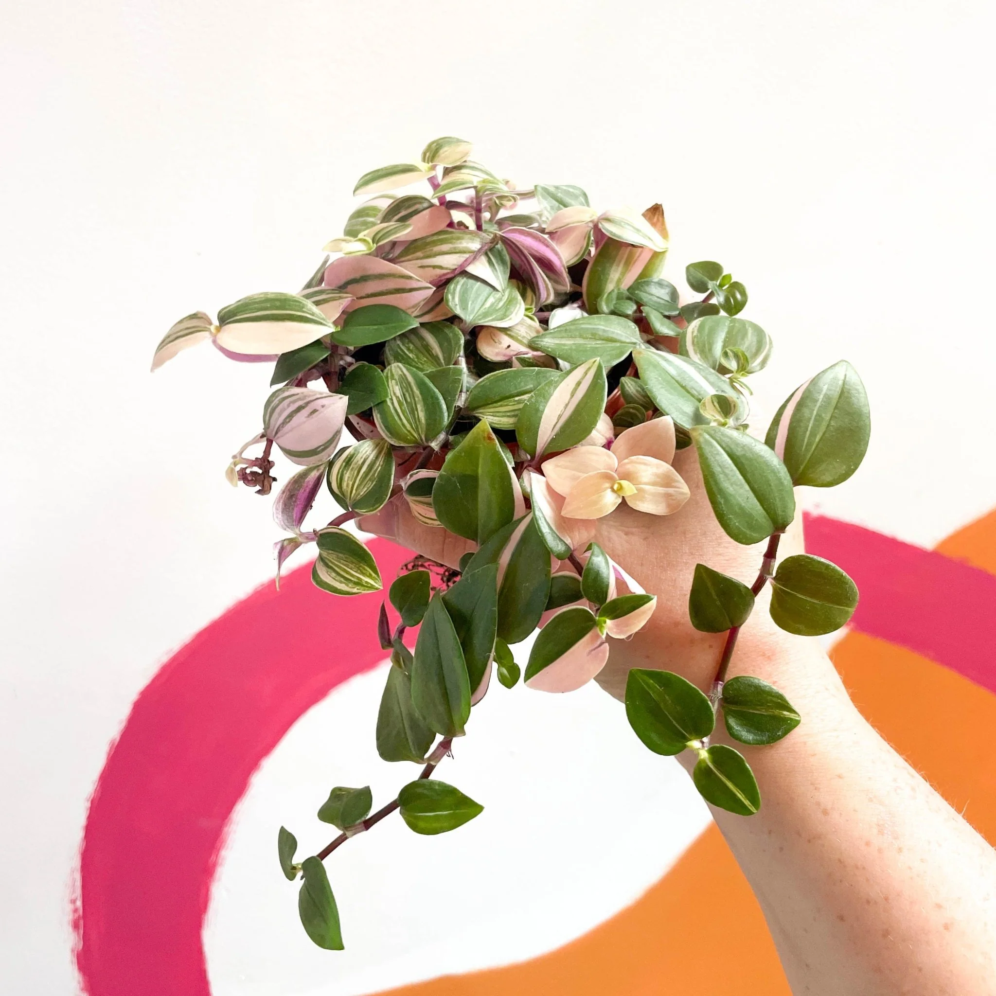 Inch Plant - Tradescantia fluminensis 'Quadricolor' - Image 10