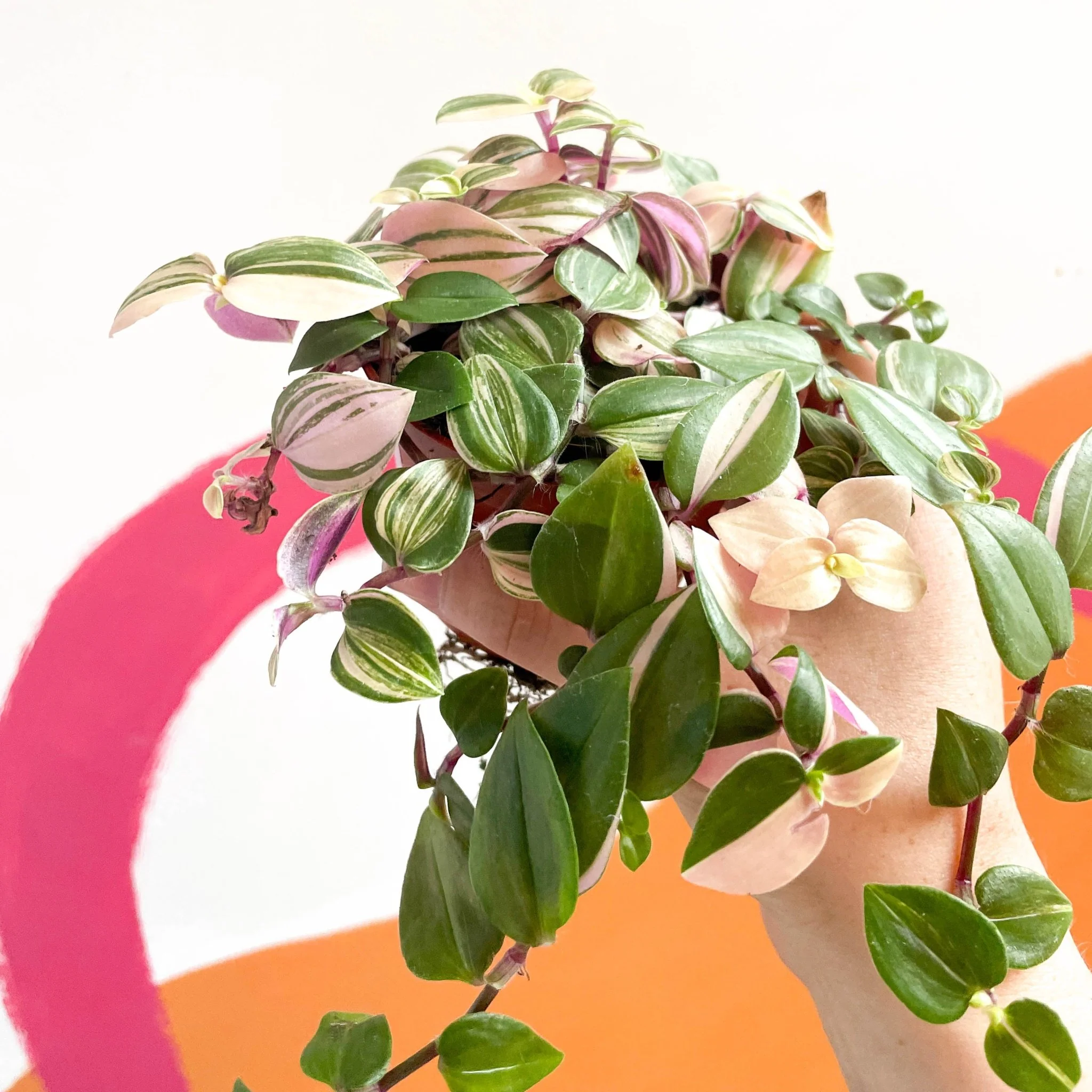 Inch Plant - Tradescantia fluminensis 'Quadricolor' - Image 11