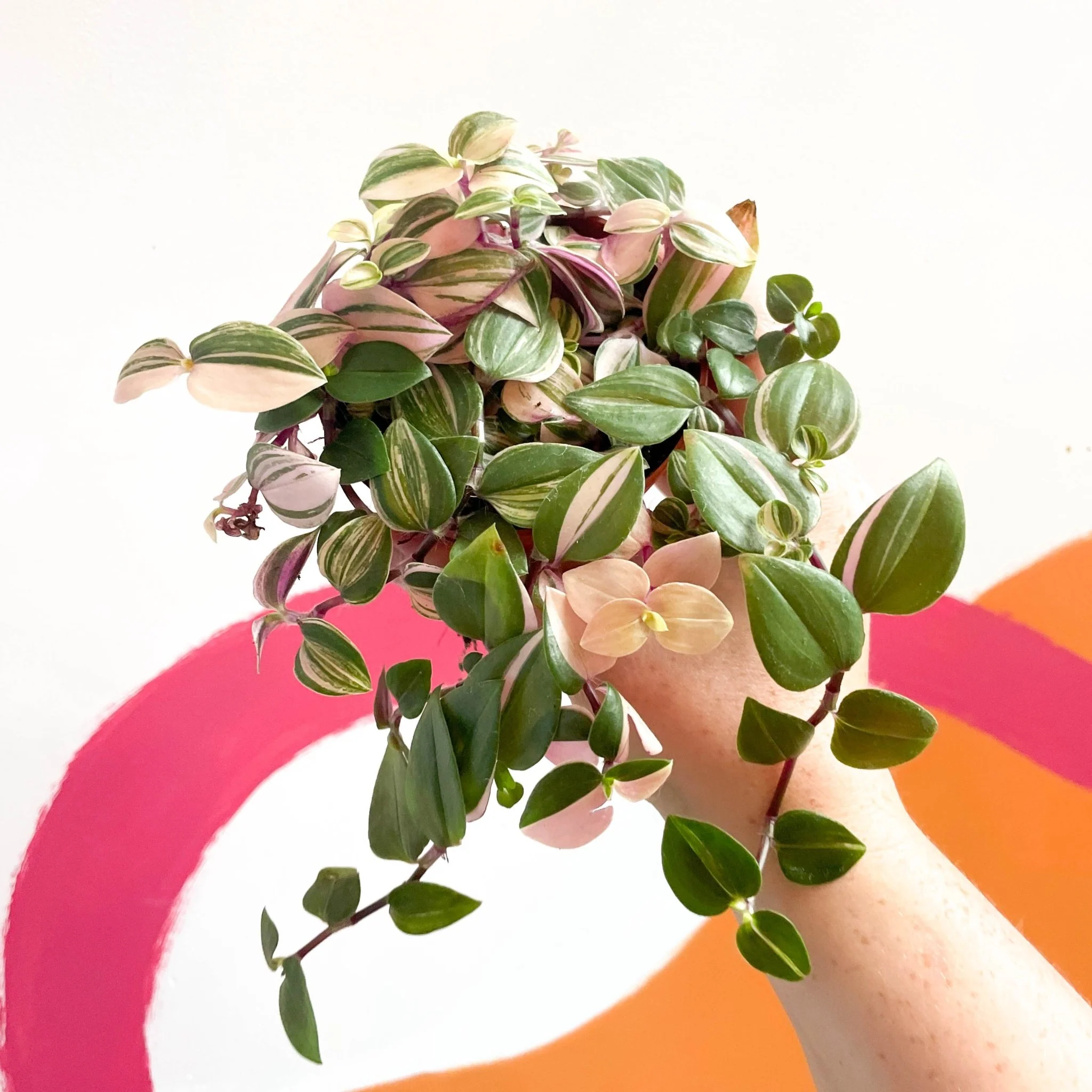 Inch Plant - Tradescantia fluminensis 'Quadricolor' - Image 12