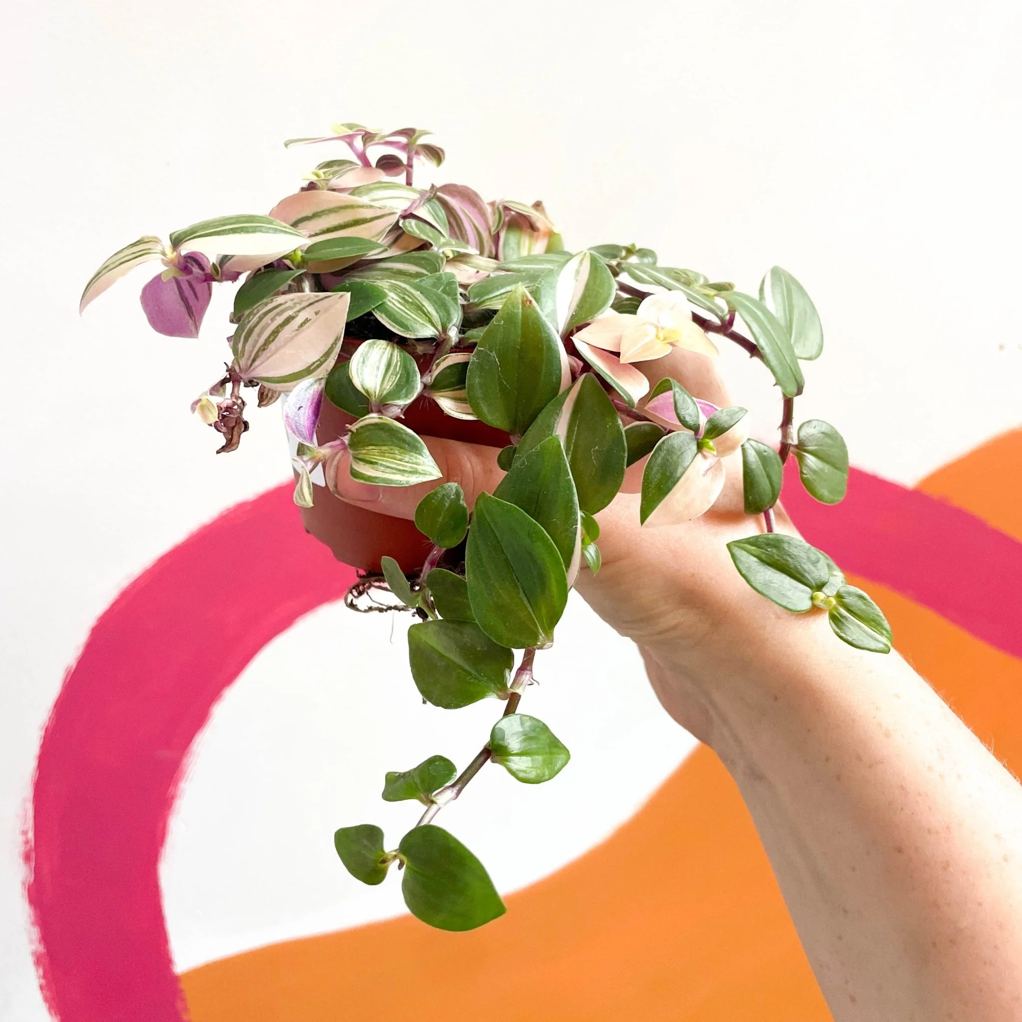 Inch Plant - Tradescantia fluminensis 'Quadricolor' - Image 13